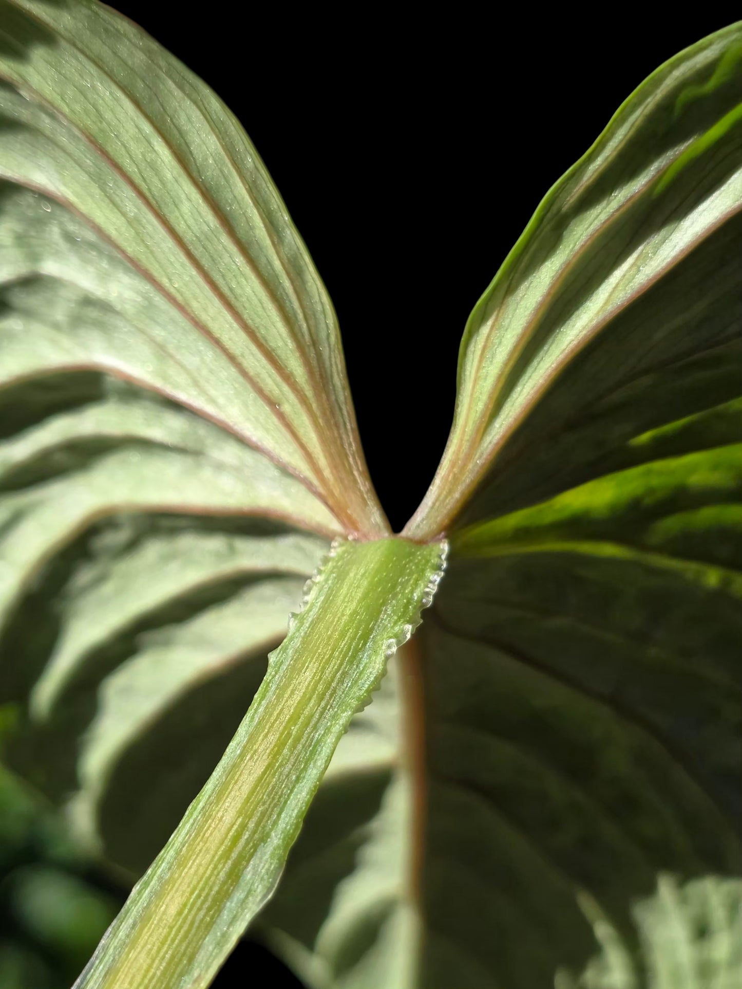 Philodendron Mamei Splash Variegated (EXACT PLANT)
