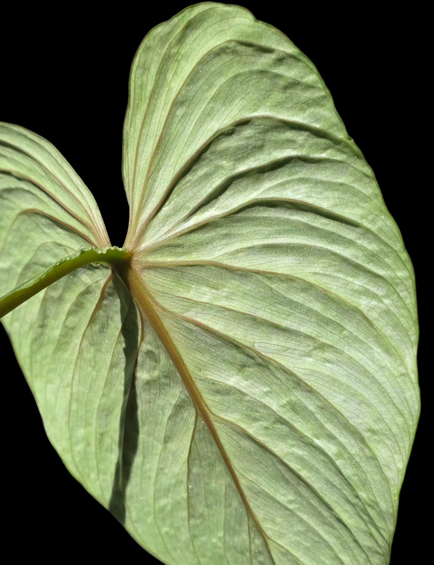 Philodendron Mamei Splash Variegated (EXACT PLANT)