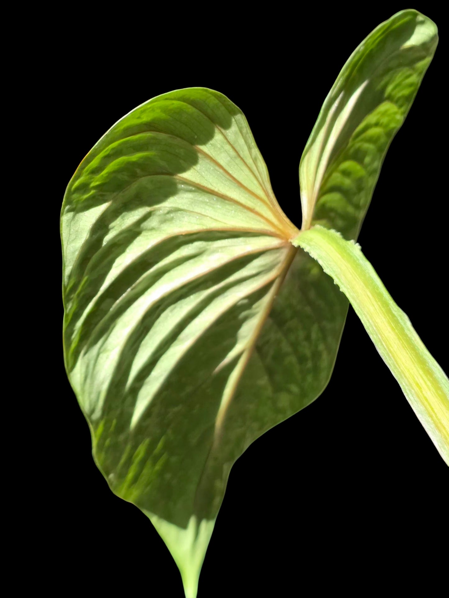 Philodendron Mamei Splash Variegated (EXACT PLANT)