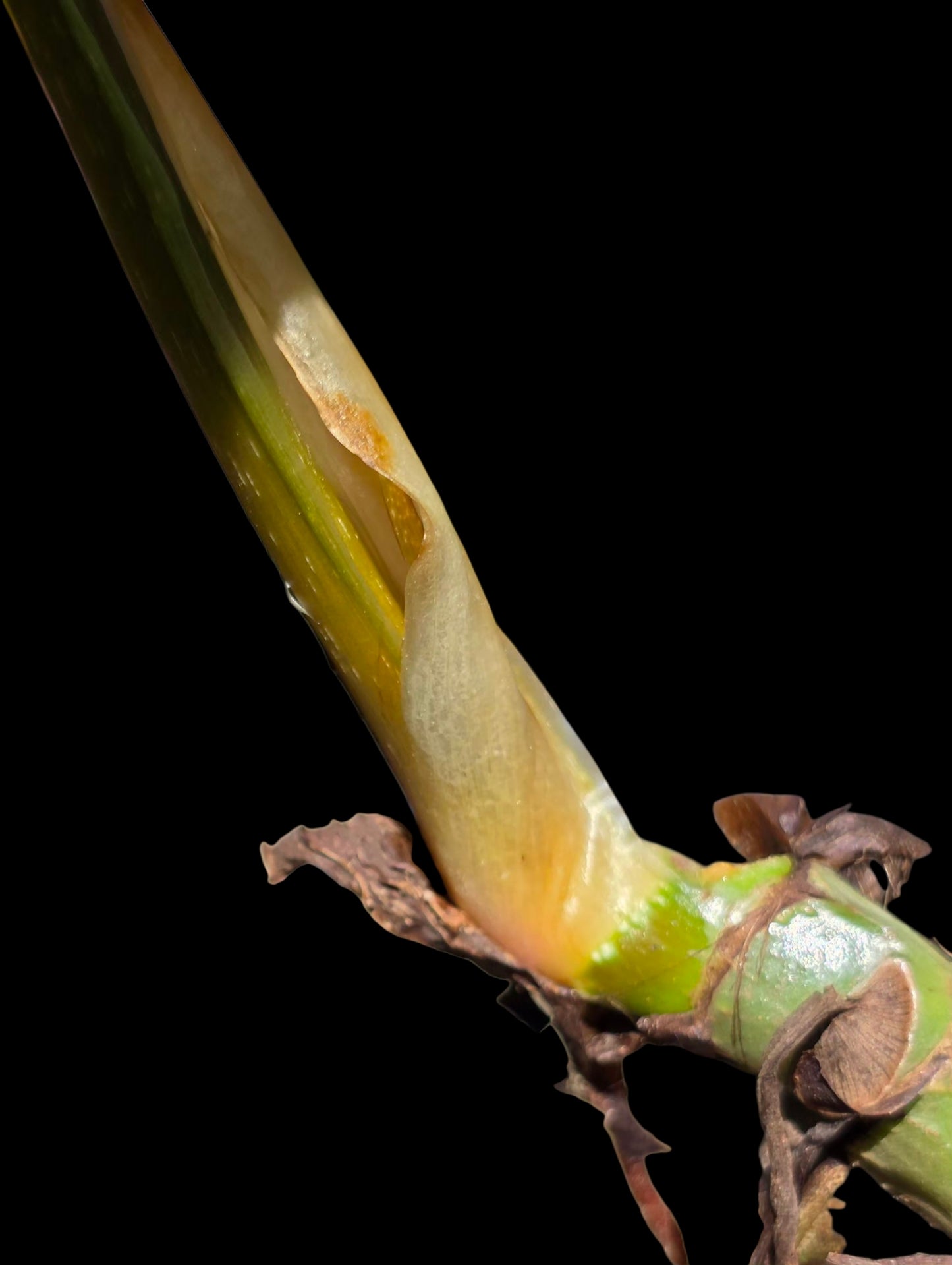 Philodendron Mamei Splash Variegated (EXACT PLANT)