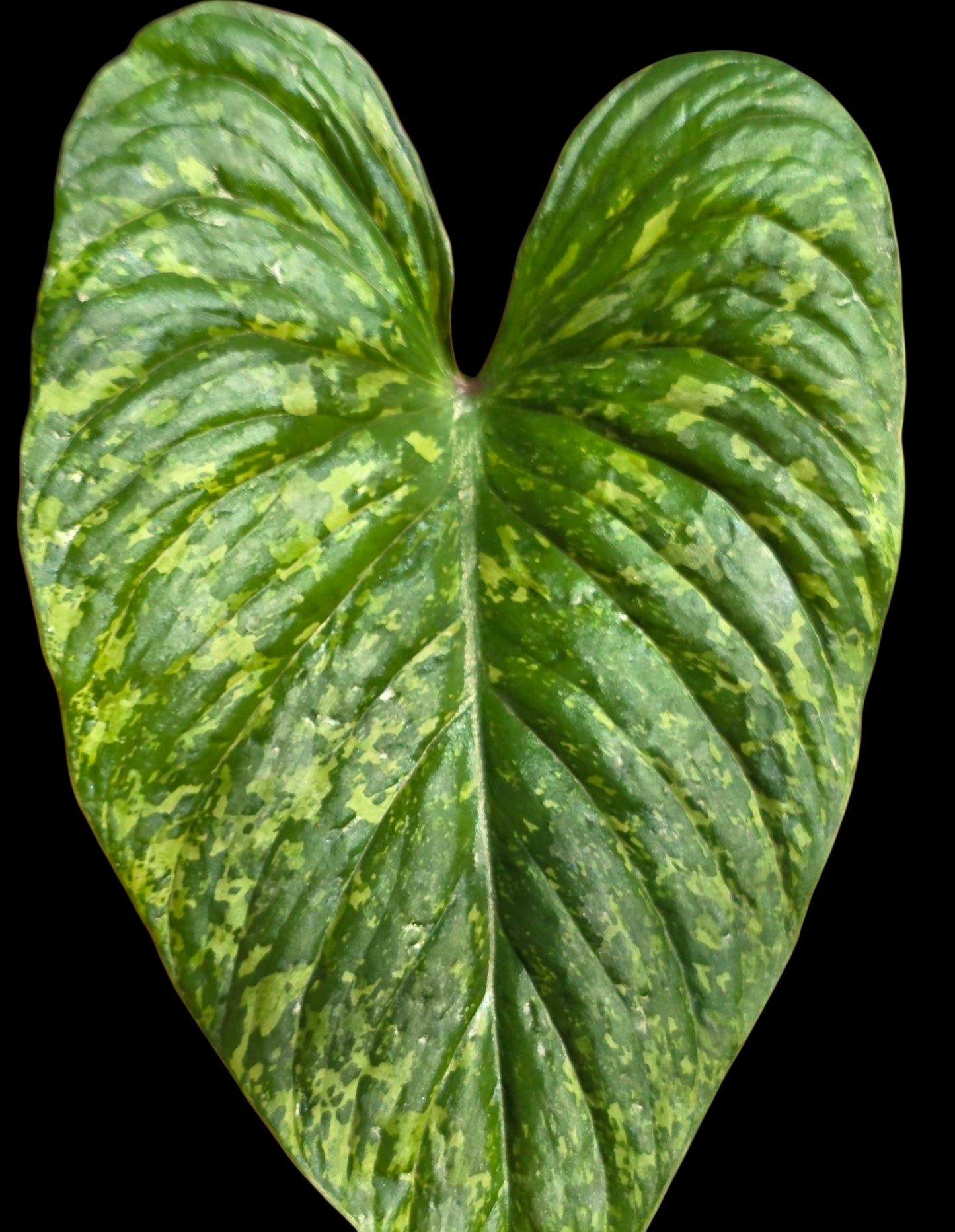 Philodendron Mamei Splash Variegated (EXACT PLANT)