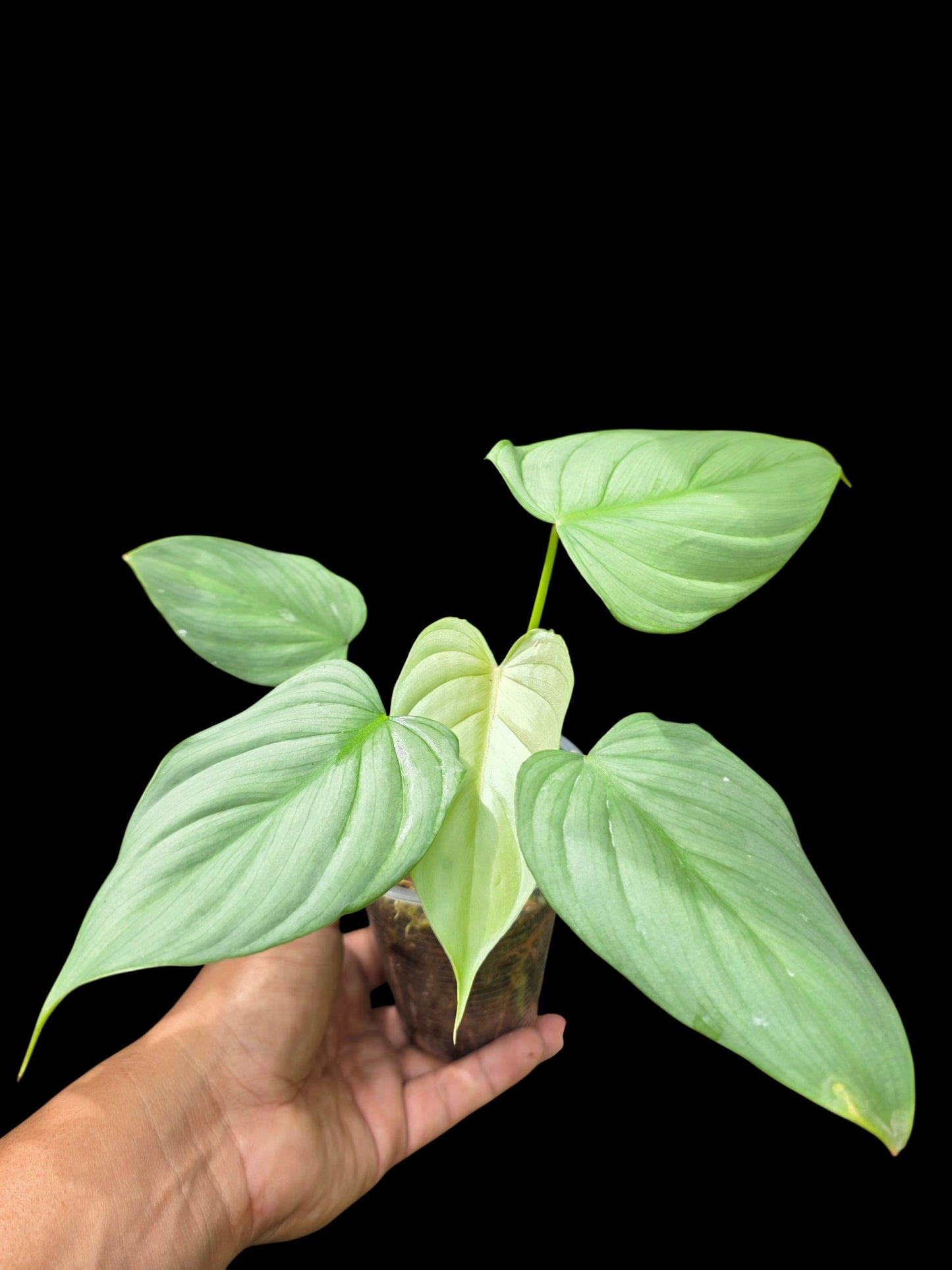 Philodendron sp. 'Silver Angel' with 5 Leaves (EXACT PLANT)