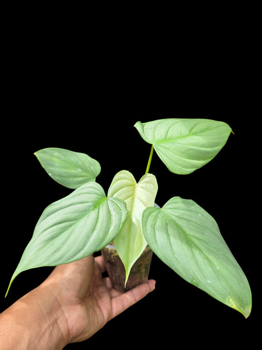 Philodendron sp. 'Silver Angel' with 5 Leaves (EXACT PLANT)