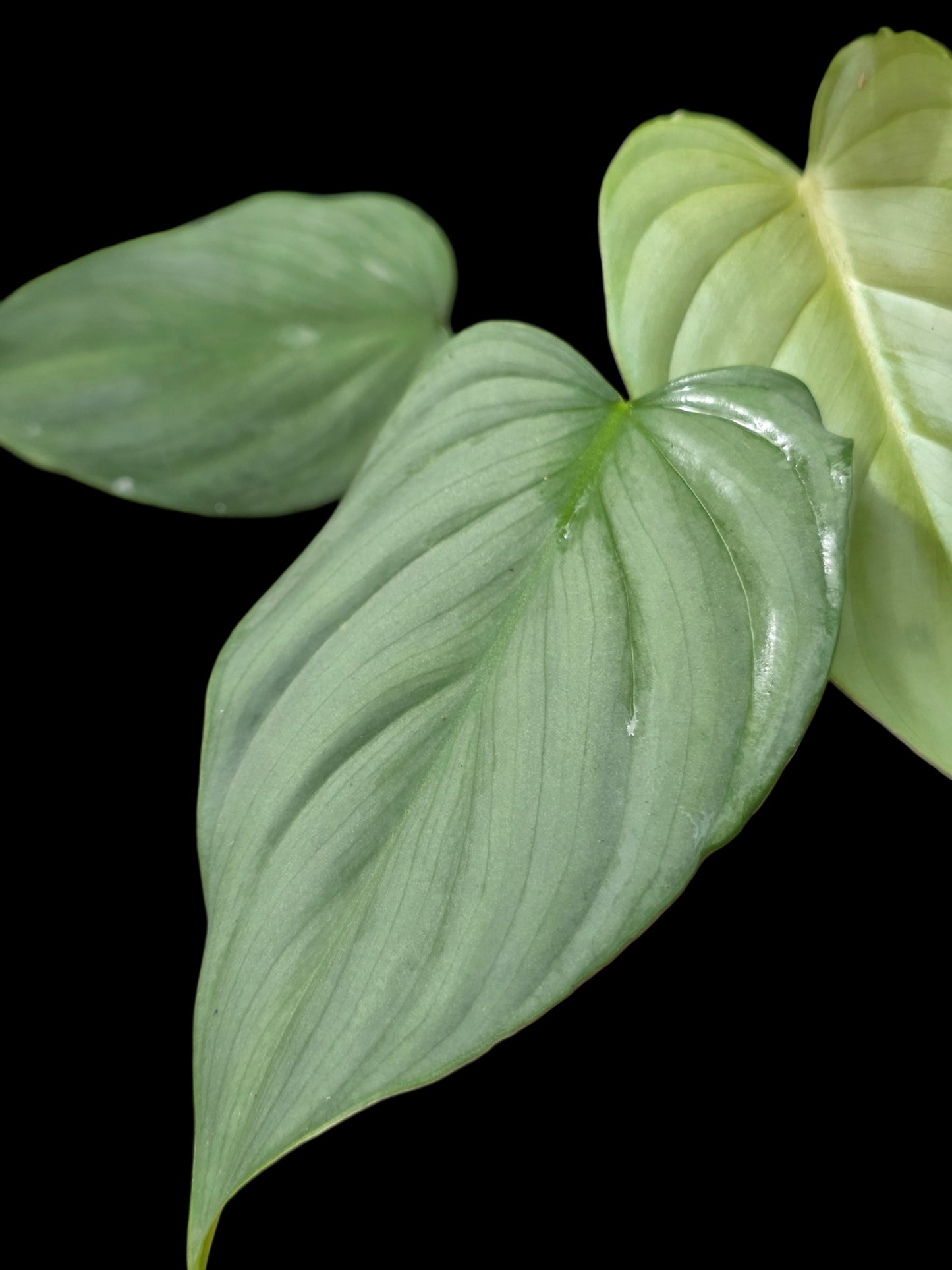 Philodendron sp. 'Silver Angel' with 5 Leaves (EXACT PLANT)