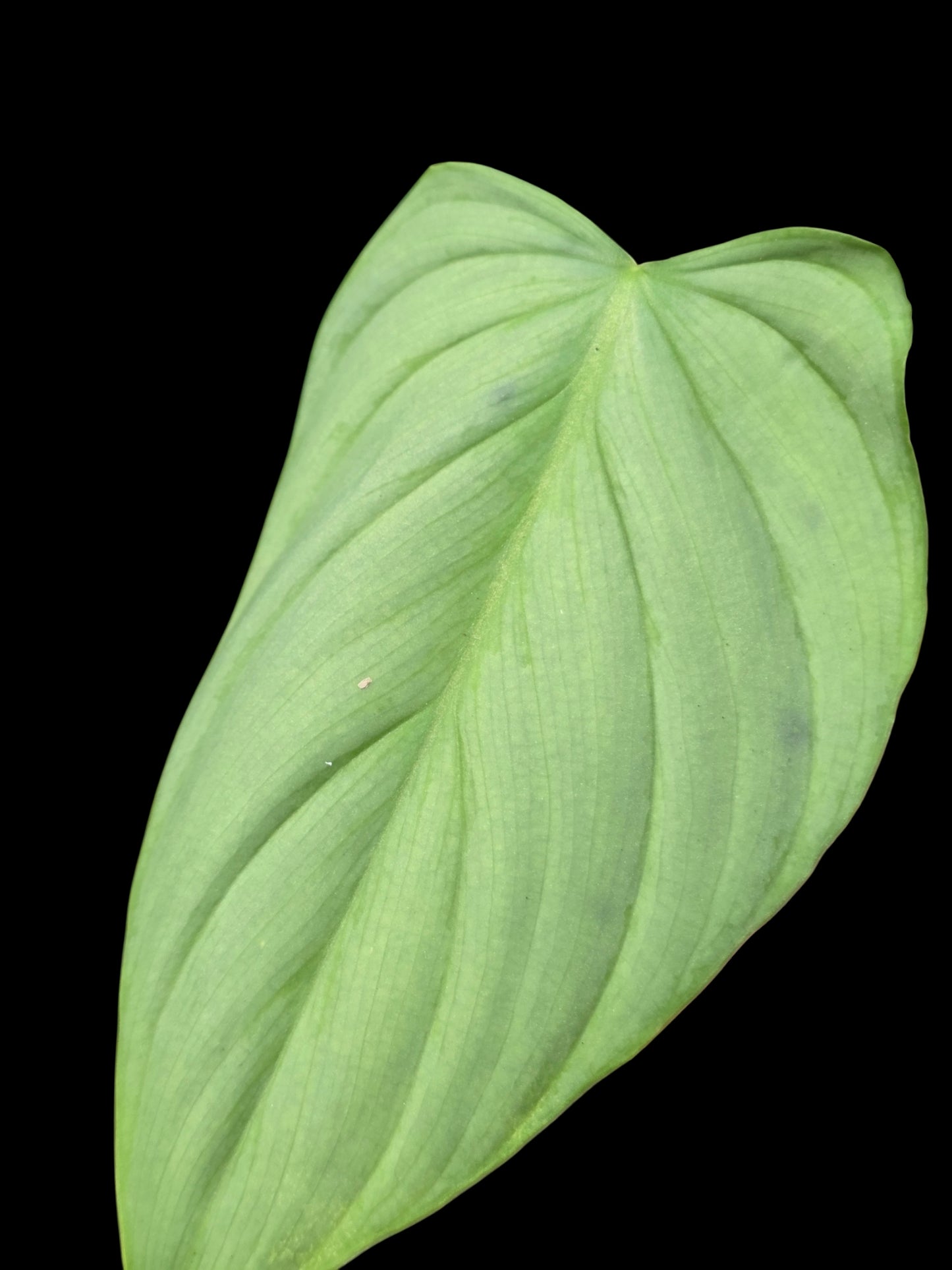 Philodendron sp. 'Silver Angel' with 5 Leaves (EXACT PLANT)
