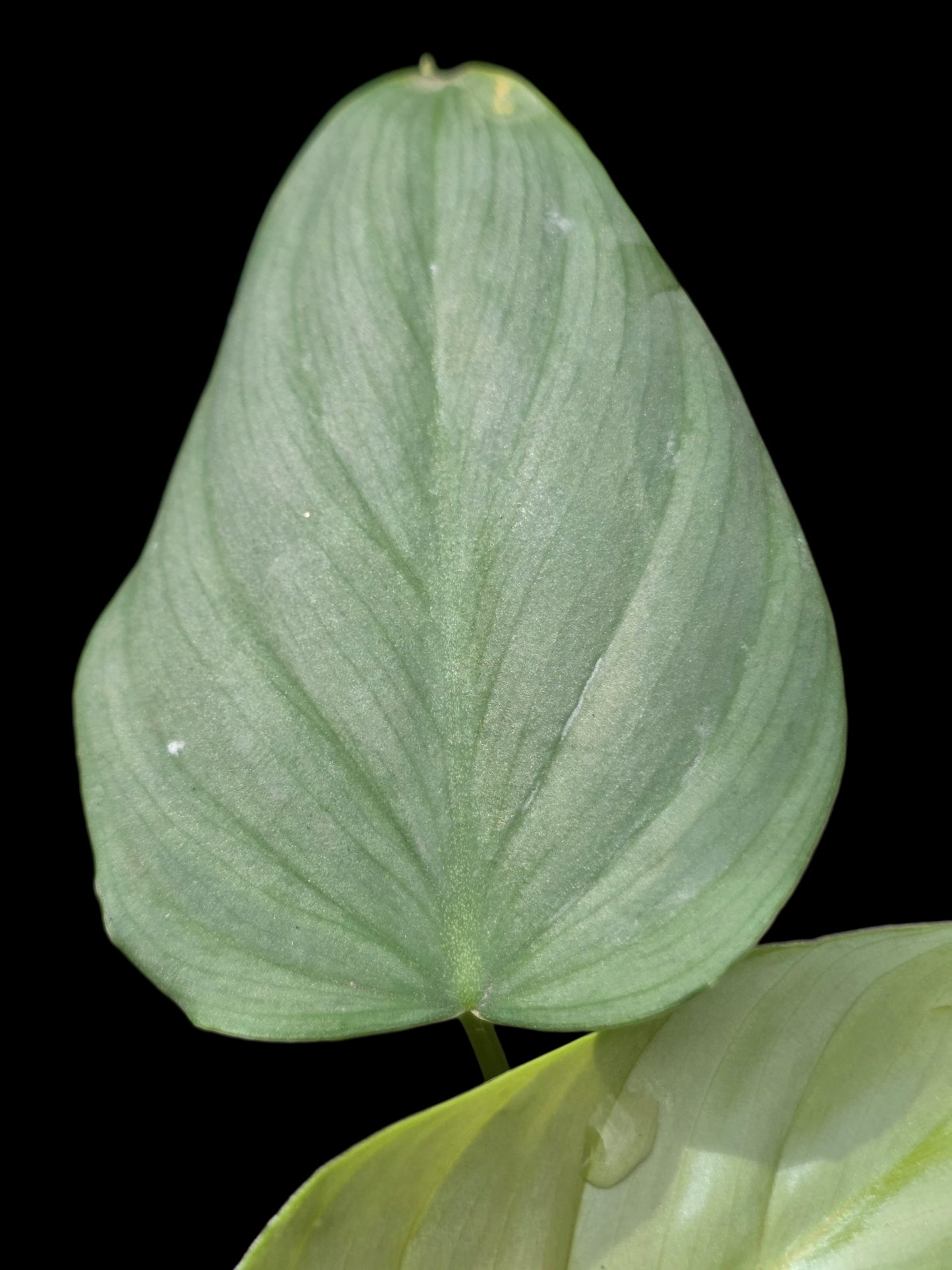 Philodendron sp. 'Silver Angel' with 5 Leaves (EXACT PLANT)