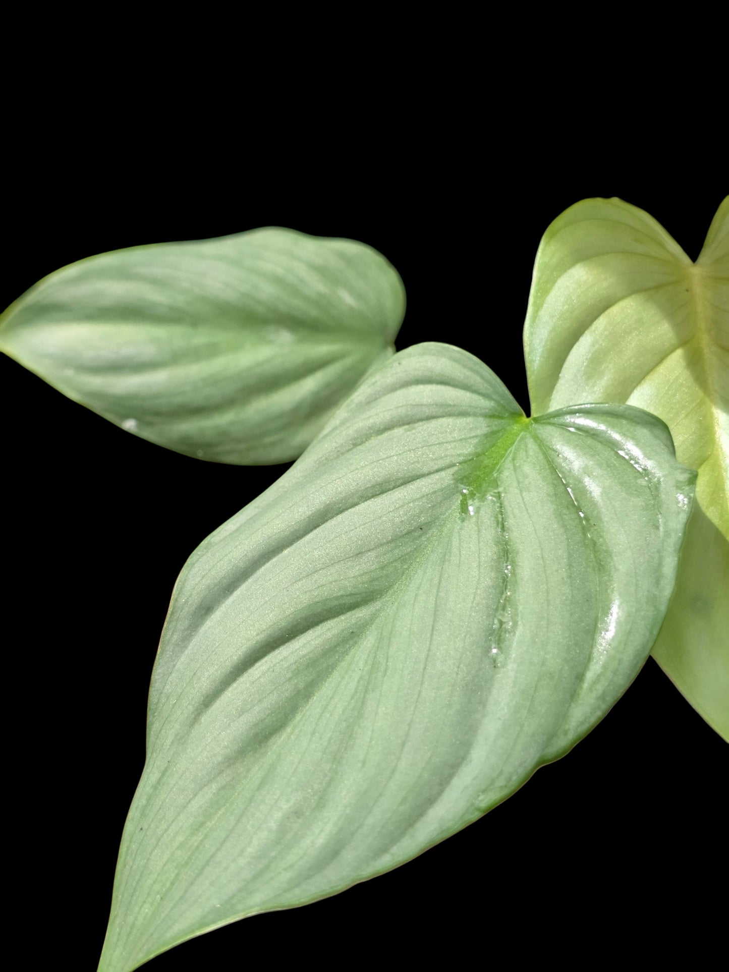 Philodendron sp. 'Silver Angel' with 5 Leaves (EXACT PLANT)