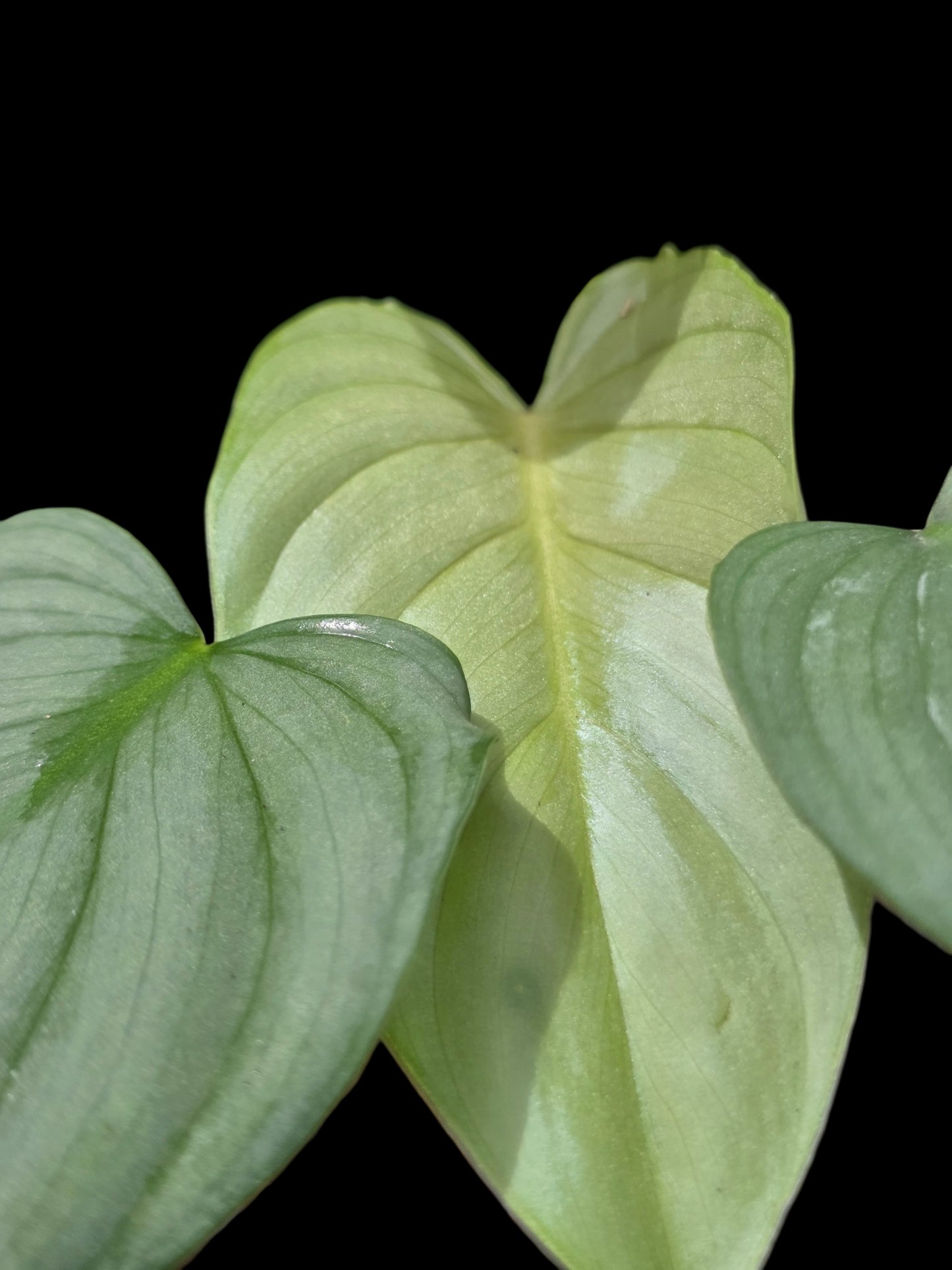 Philodendron sp. 'Silver Angel' with 5 Leaves (EXACT PLANT)