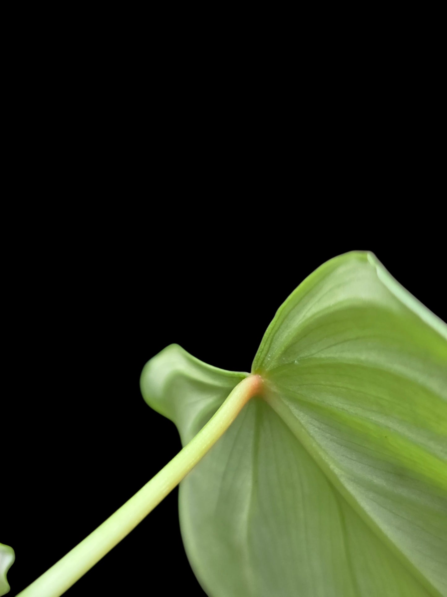 Philodendron sp. 'Silver Angel' with 5 Leaves (EXACT PLANT)