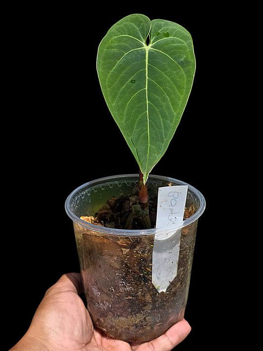 Anthurium sp. "Tarapoto Velvet" Wild Ecoype (EXACT PLANT)