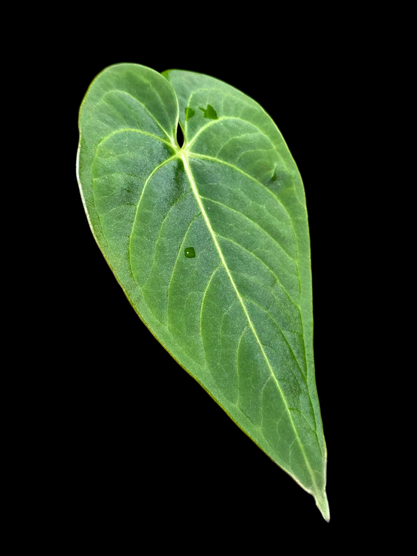 Anthurium sp. "Tarapoto Velvet" Wild Ecoype (EXACT PLANT)