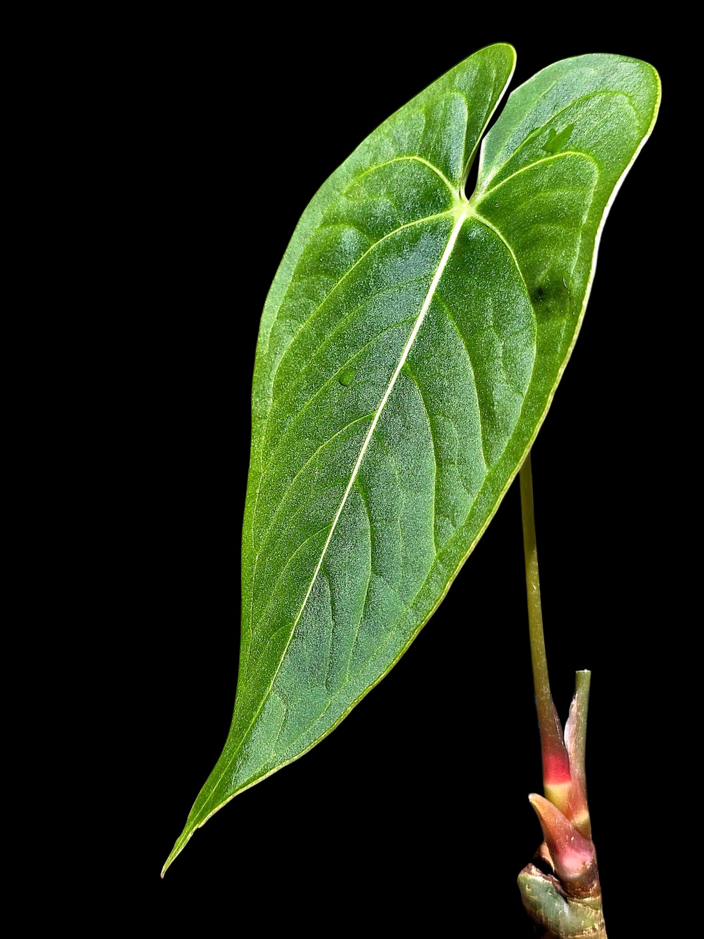 Anthurium sp. "Tarapoto Velvet" Wild Ecoype (EXACT PLANT)