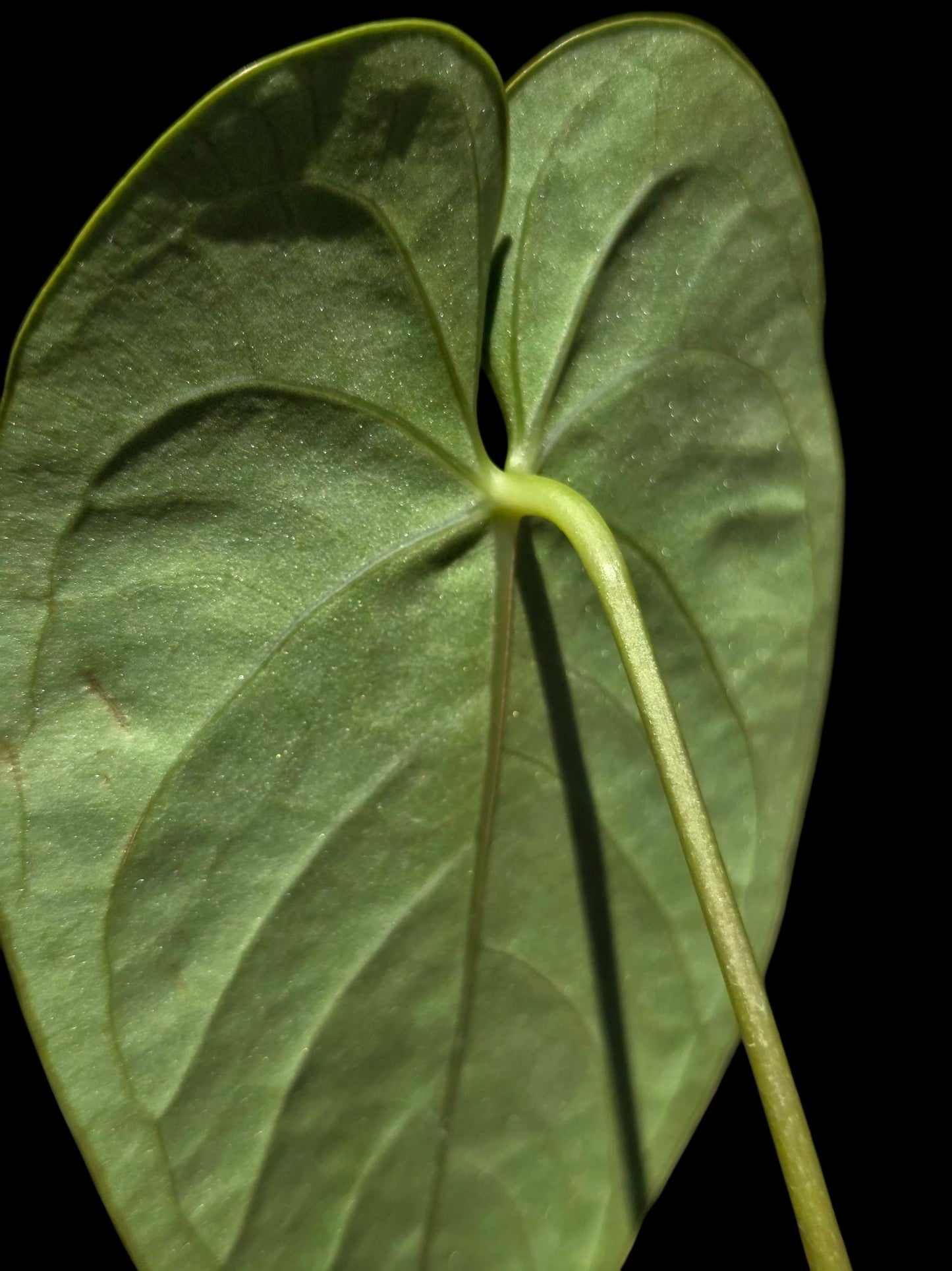 Anthurium sp. "Tarapoto Velvet" Wild Ecoype (EXACT PLANT)