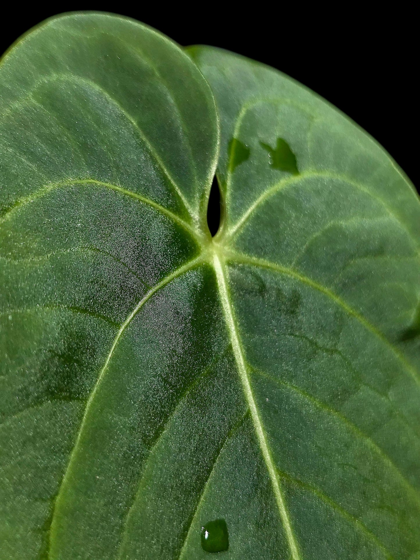 Anthurium sp. "Tarapoto Velvet" Wild Ecoype (EXACT PLANT)