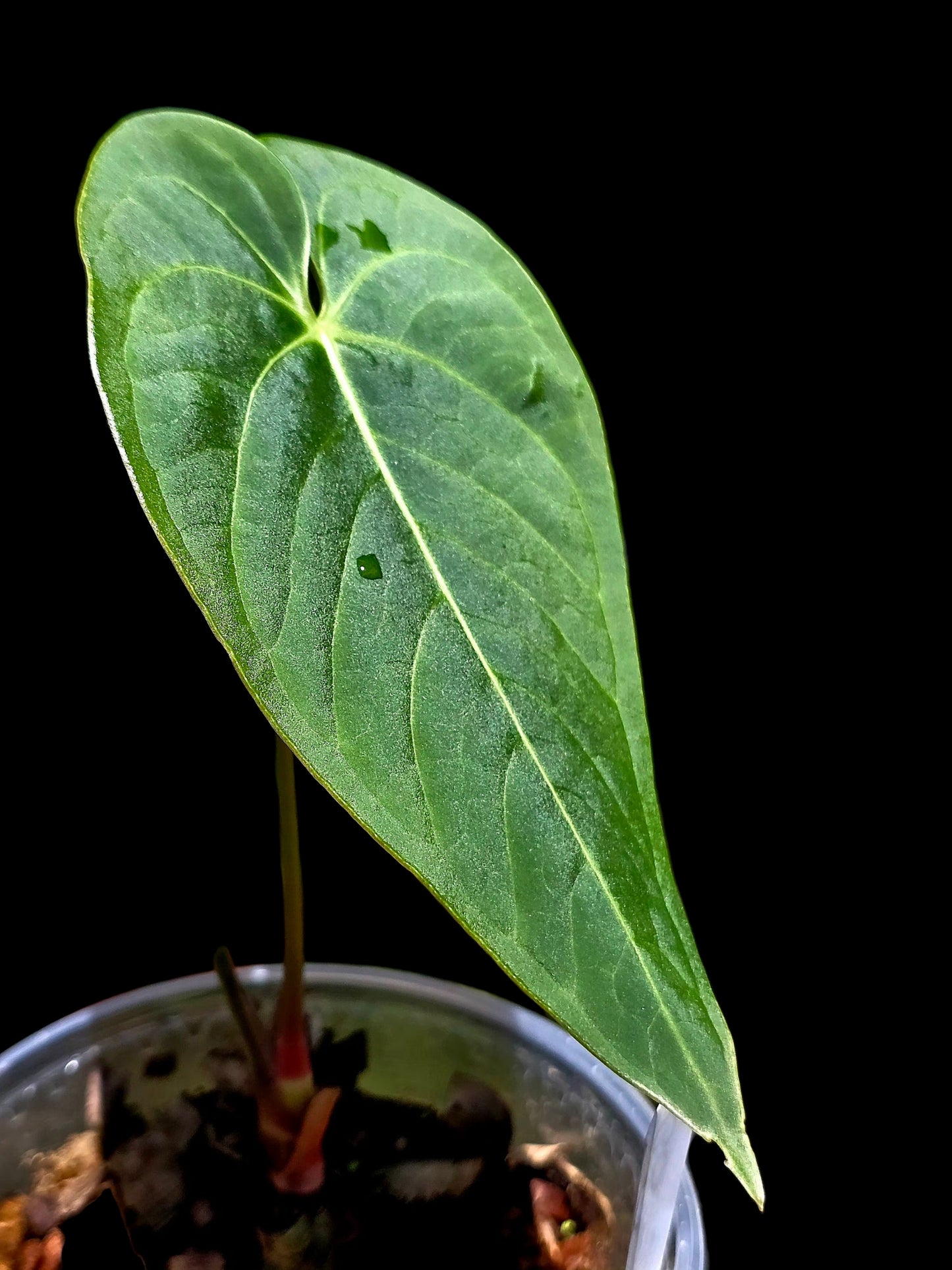 Anthurium sp. "Tarapoto Velvet" Wild Ecoype (EXACT PLANT)