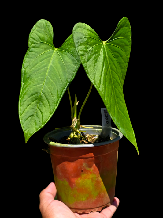 Anthurium sp. 'Cachiyacu' Wild Ecotype (EXACT PLANT)