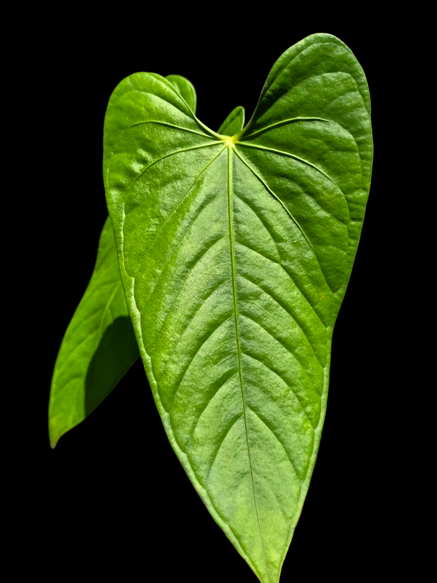 Anthurium sp. 'Cachiyacu' Wild Ecotype (EXACT PLANT)