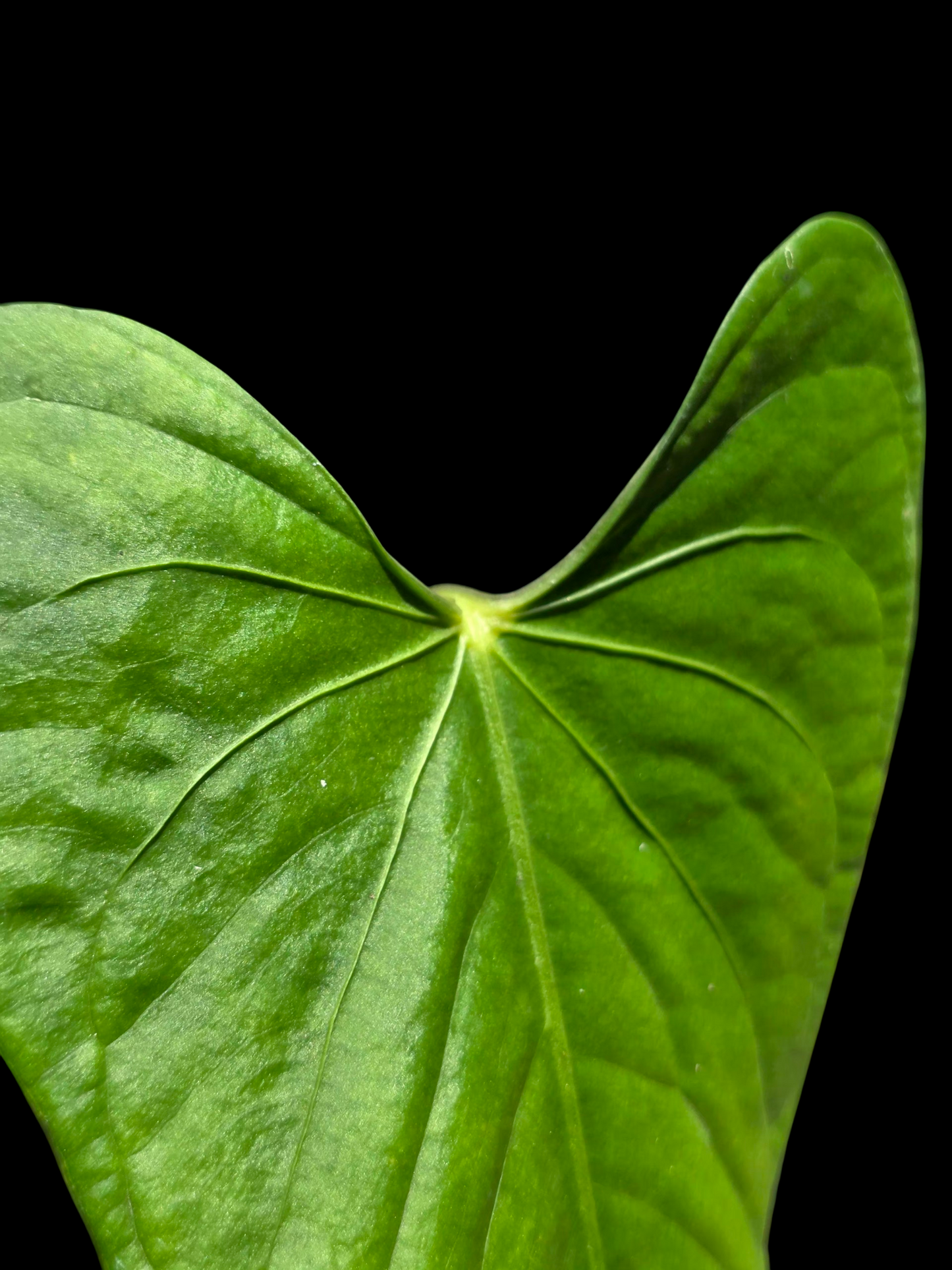 Anthurium sp. 'Cachiyacu' Wild Ecotype (EXACT PLANT)