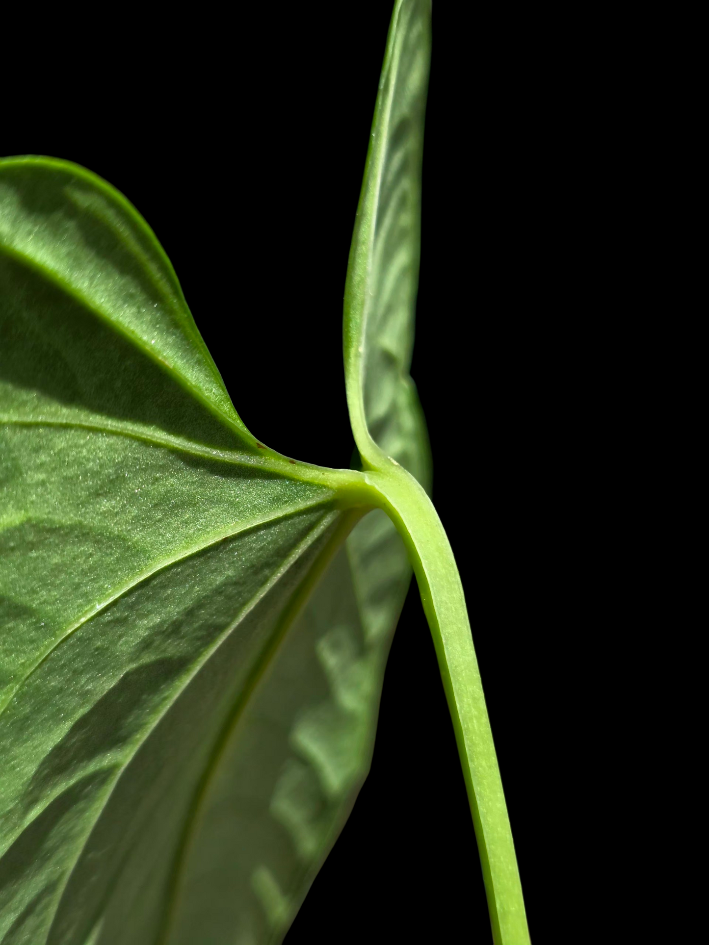 Anthurium sp. 'Cachiyacu' Wild Ecotype (EXACT PLANT)