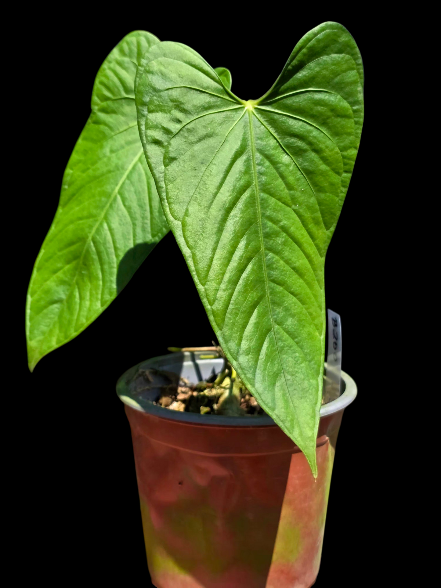 Anthurium sp. 'Cachiyacu' Wild Ecotype (EXACT PLANT)