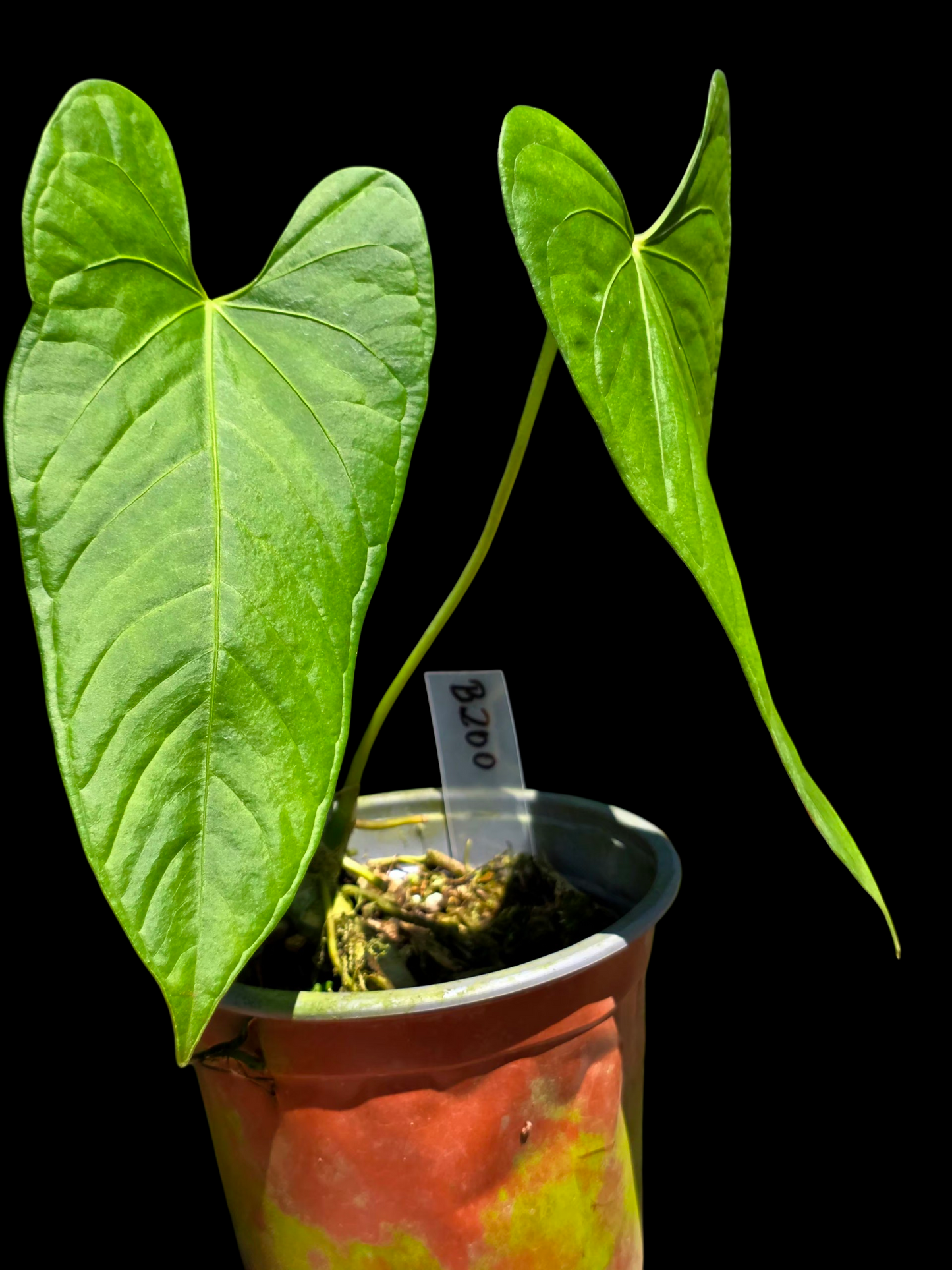 Anthurium sp. 'Cachiyacu' Wild Ecotype (EXACT PLANT)