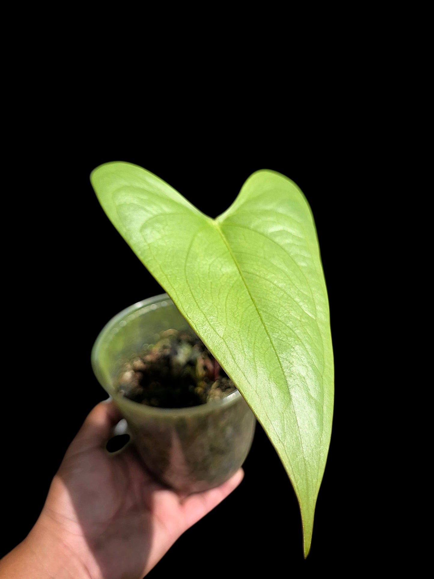 Anthurium sp. 'Shapaja Silver' Wild Ecotype (EXACT PLANT)
