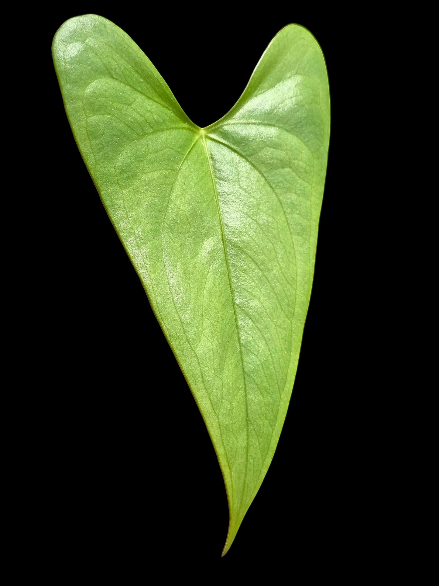 Anthurium sp. 'Shapaja Silver' Wild Ecotype (EXACT PLANT)