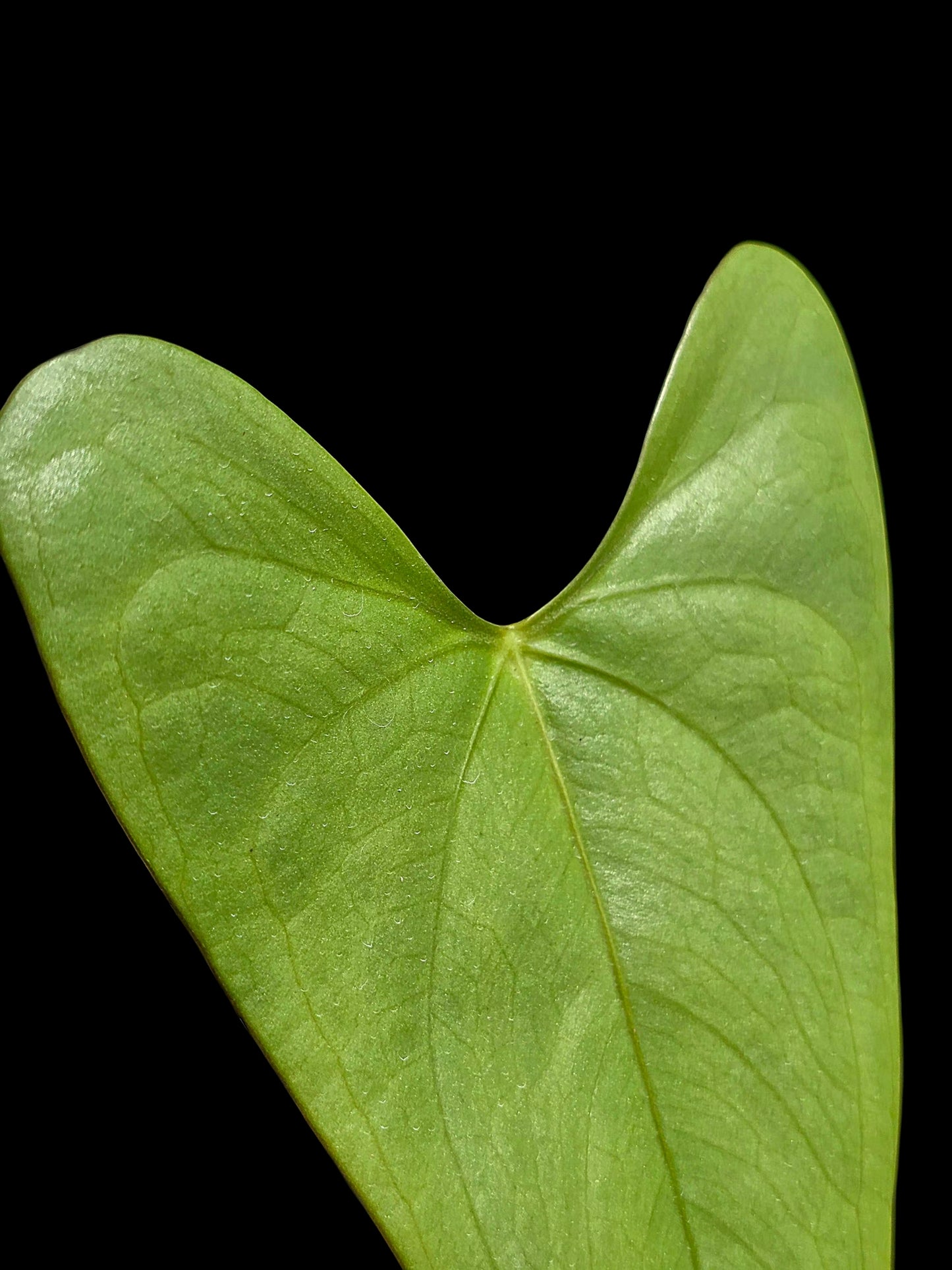 Anthurium sp. 'Shapaja Silver' Wild Ecotype (EXACT PLANT)