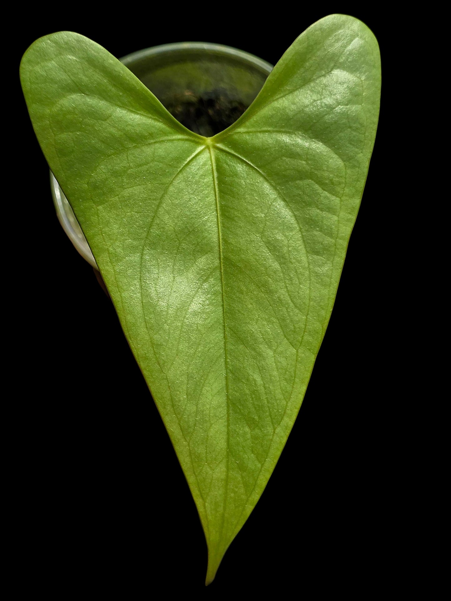 Anthurium sp. 'Shapaja Silver' Wild Ecotype (EXACT PLANT)