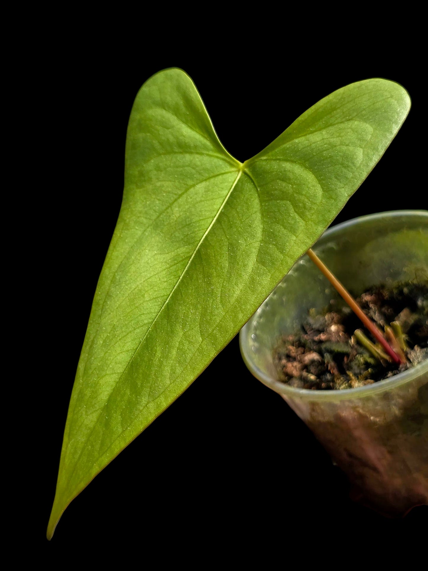 Anthurium sp. 'Shapaja Silver' Wild Ecotype (EXACT PLANT)