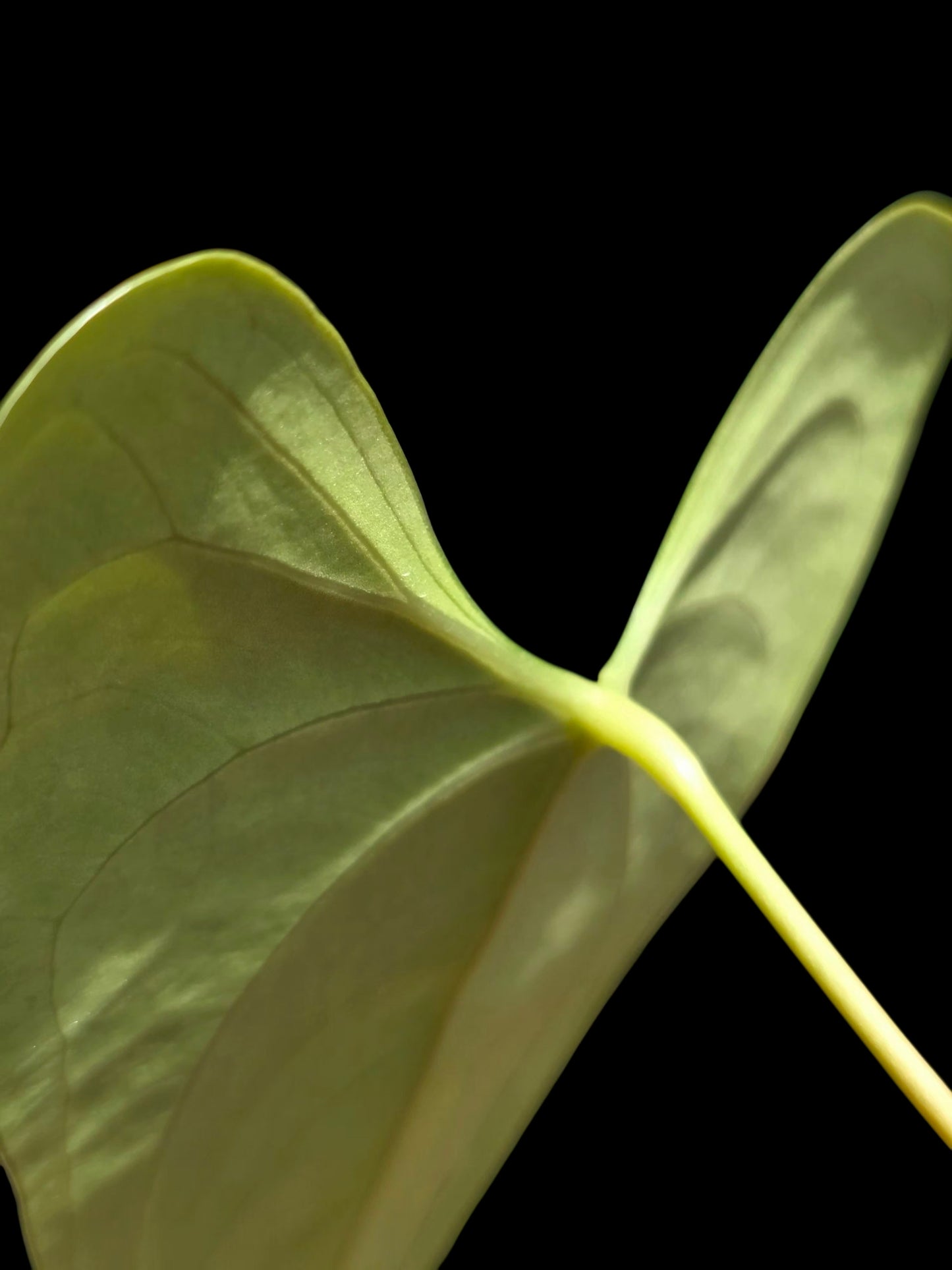Anthurium sp. 'Shapaja Silver' Wild Ecotype (EXACT PLANT)