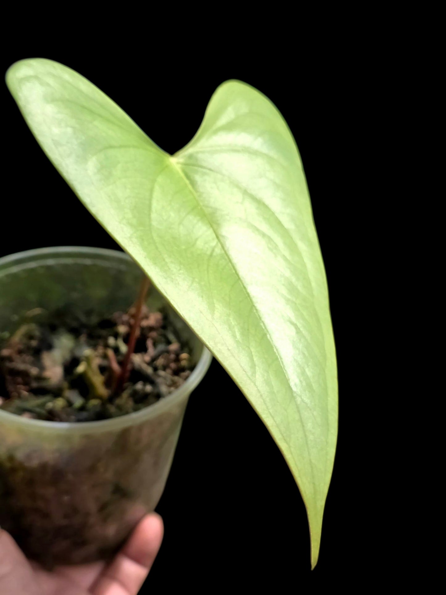 Anthurium sp. 'Shapaja Silver' Wild Ecotype (EXACT PLANT)