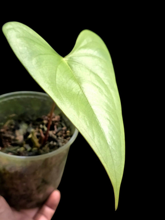 Anthurium sp. 'Shapaja Silver' Wild Ecotype (EXACT PLANT)