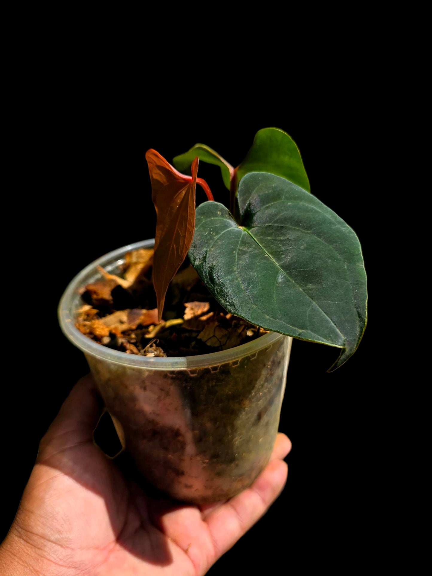 Anthurium sp. 'Huanuco Dark Velvet' Wild Ecotype (EXACT PLANT)
