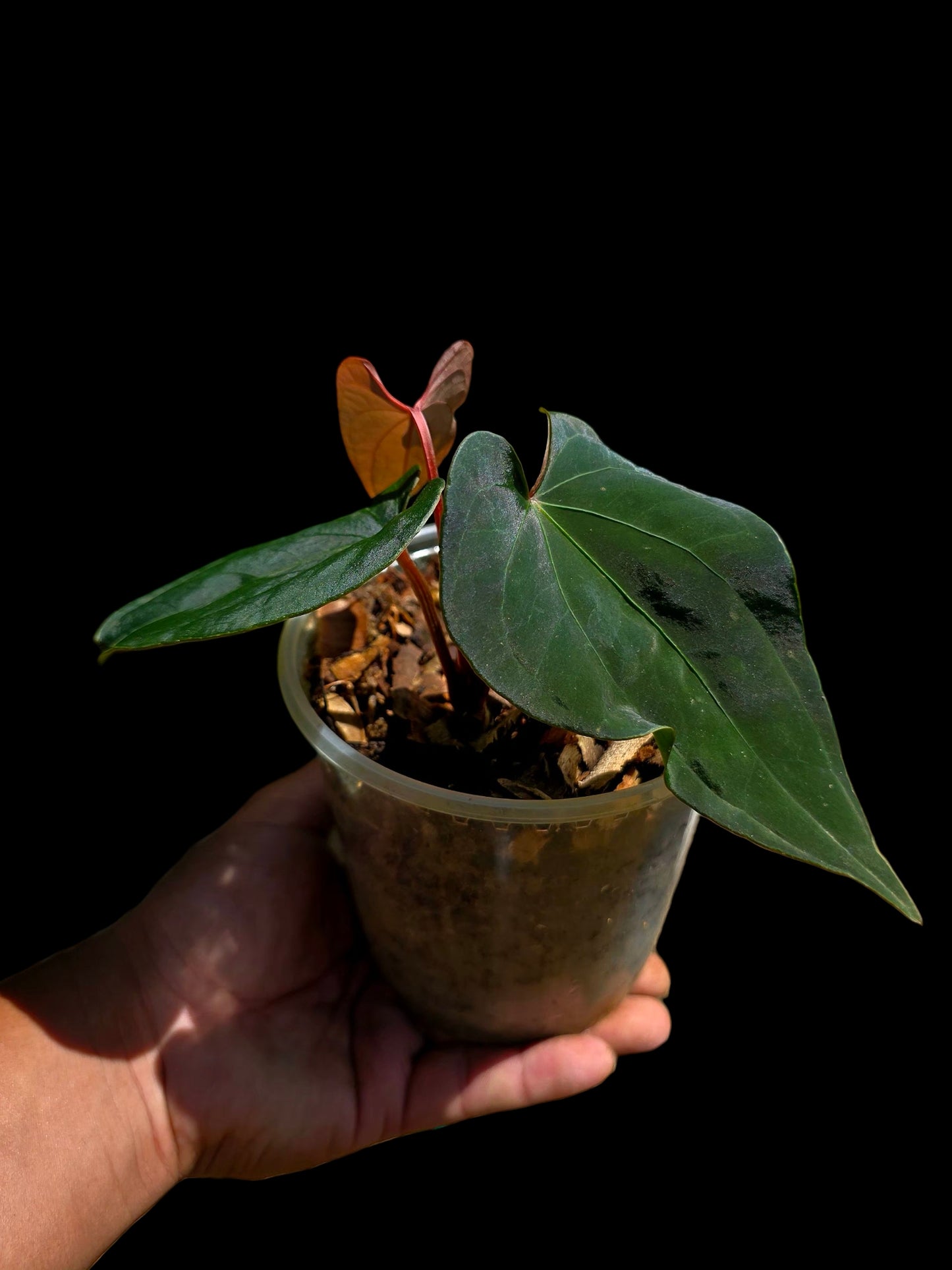 Anthurium sp. 'Huanuco Dark Velvet' Wild Ecotype (EXACT PLANT)