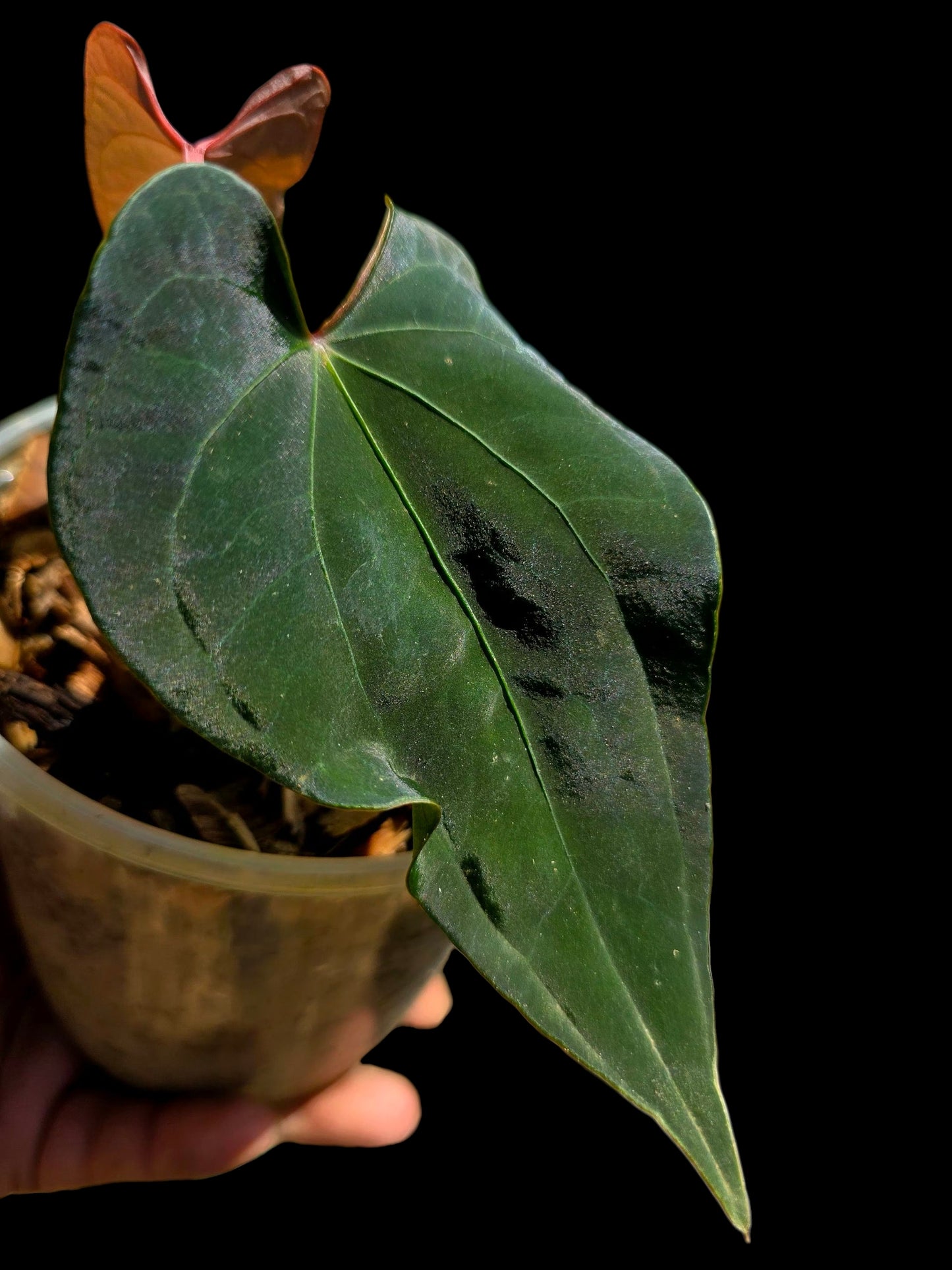 Anthurium sp. 'Huanuco Dark Velvet' Wild Ecotype (EXACT PLANT)