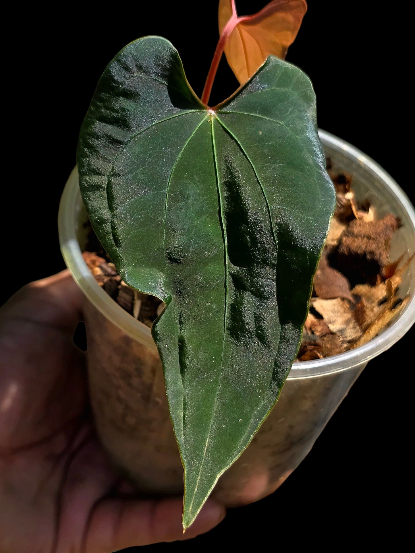 Anthurium sp. 'Huanuco Dark Velvet' Wild Ecotype (EXACT PLANT)