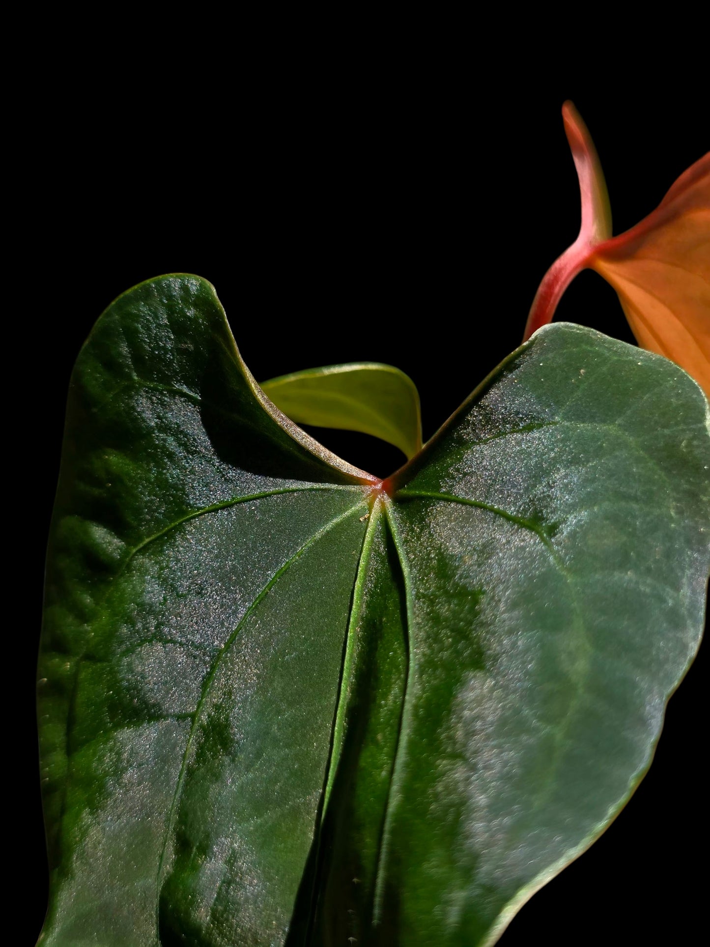 Anthurium sp. 'Huanuco Dark Velvet' Wild Ecotype (EXACT PLANT)