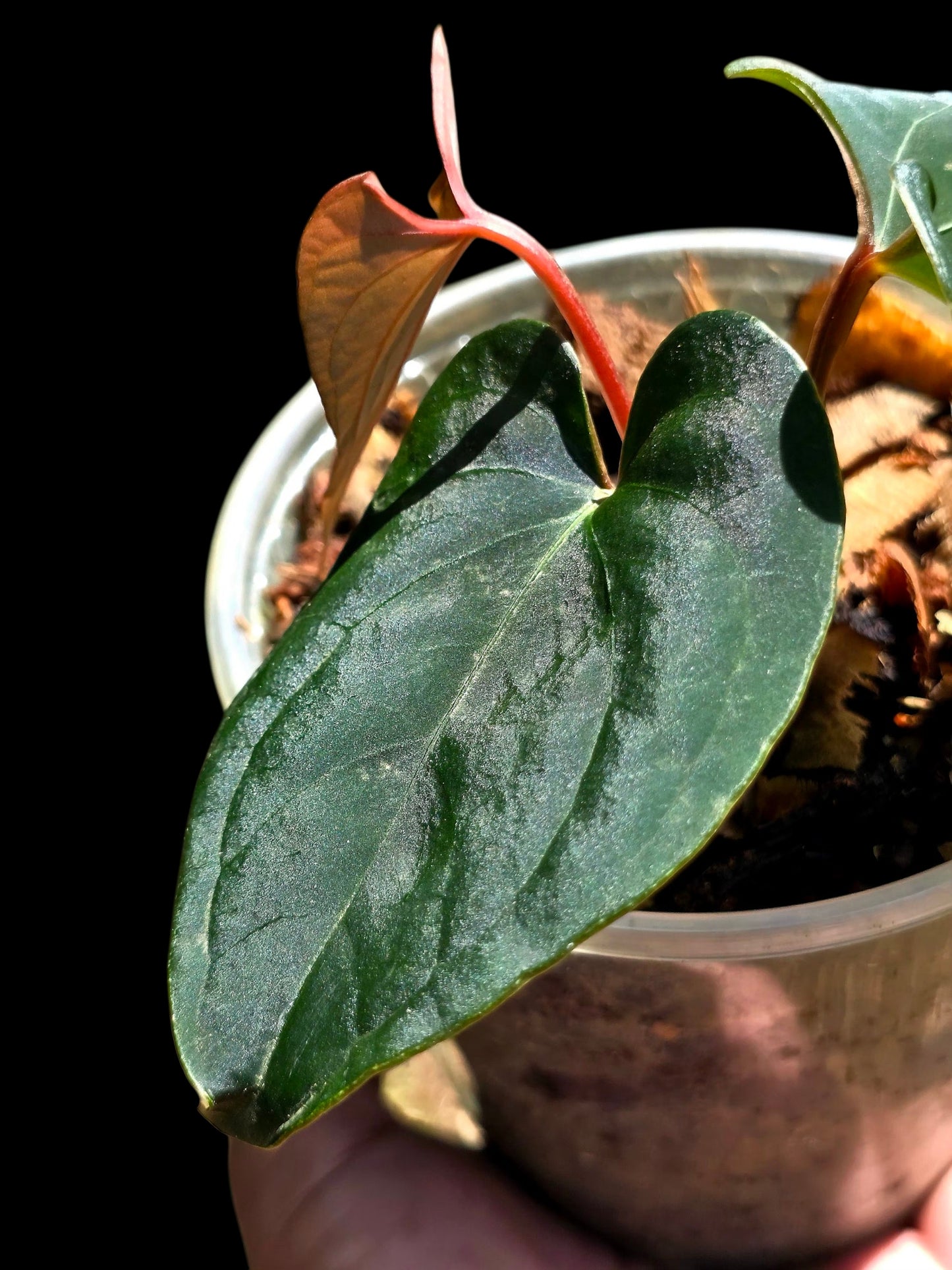 Anthurium sp. 'Huanuco Dark Velvet' Wild Ecotype (EXACT PLANT)