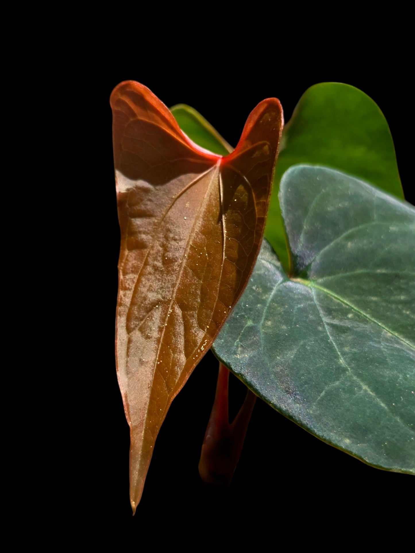 Anthurium sp. 'Huanuco Dark Velvet' Wild Ecotype (EXACT PLANT)