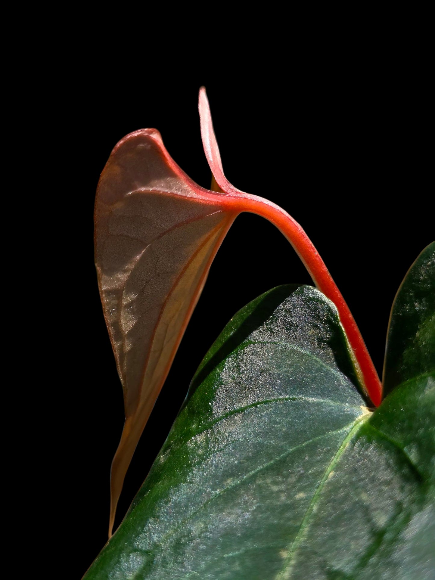 Anthurium sp. 'Huanuco Dark Velvet' Wild Ecotype (EXACT PLANT)