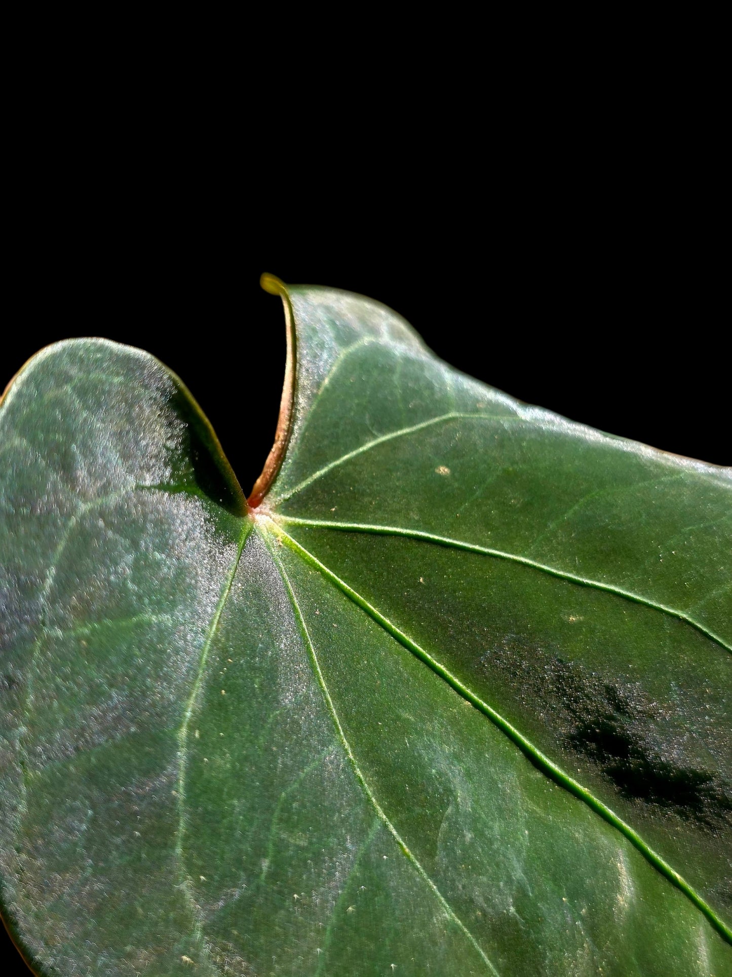 Anthurium sp. 'Huanuco Dark Velvet' Wild Ecotype (EXACT PLANT)