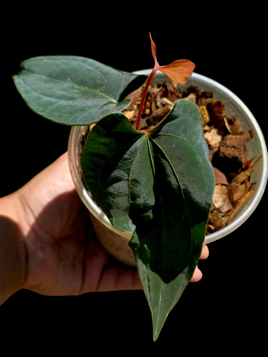Anthurium sp. 'Huanuco Dark Velvet' Wild Ecotype (EXACT PLANT)