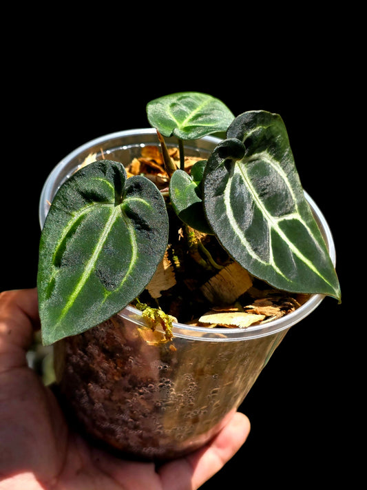 Anthurium Carlablackiae Wild Ecotype (EXACT PLANT)