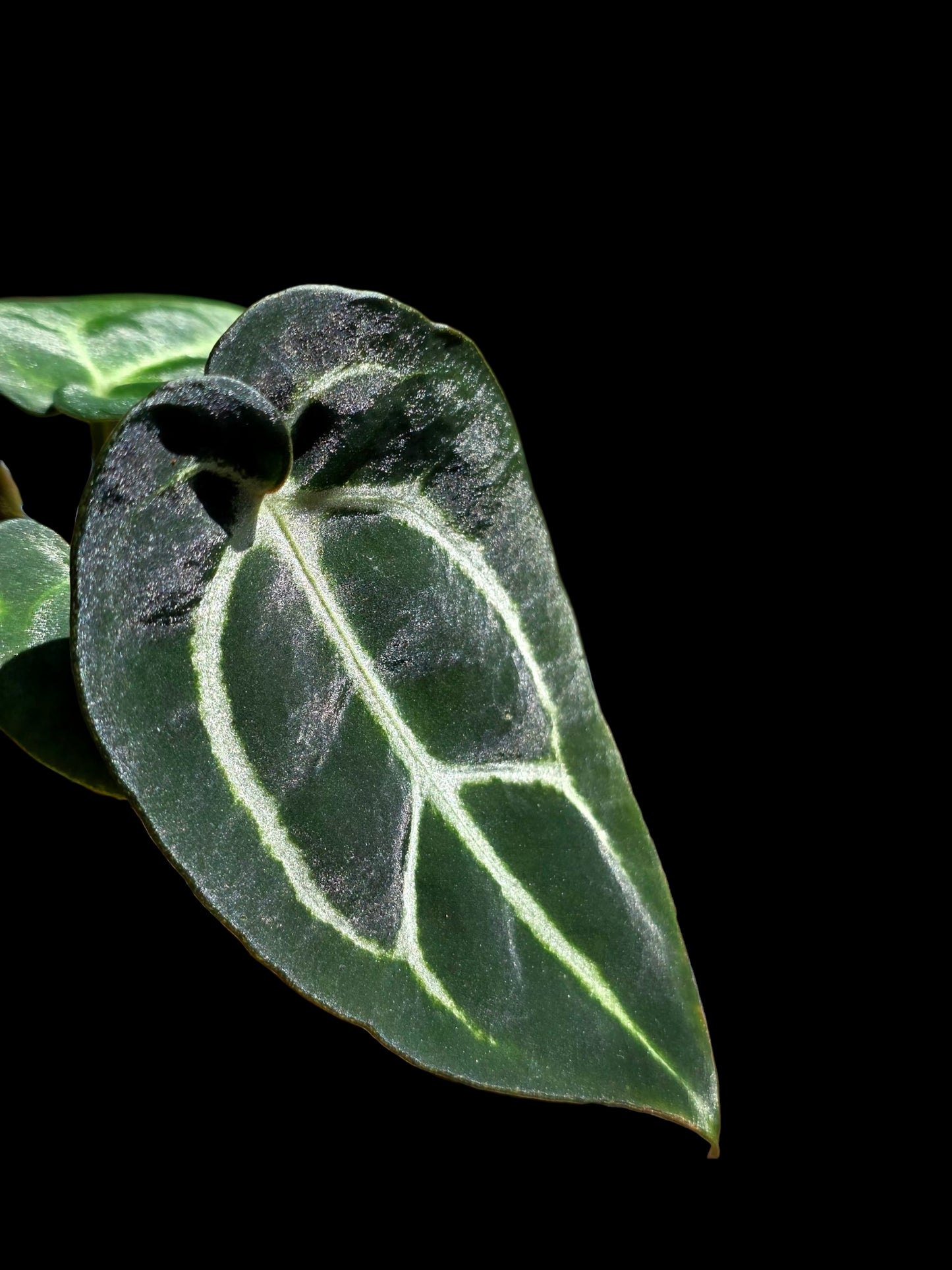 Anthurium Carlablackiae Wild Ecotype (EXACT PLANT)