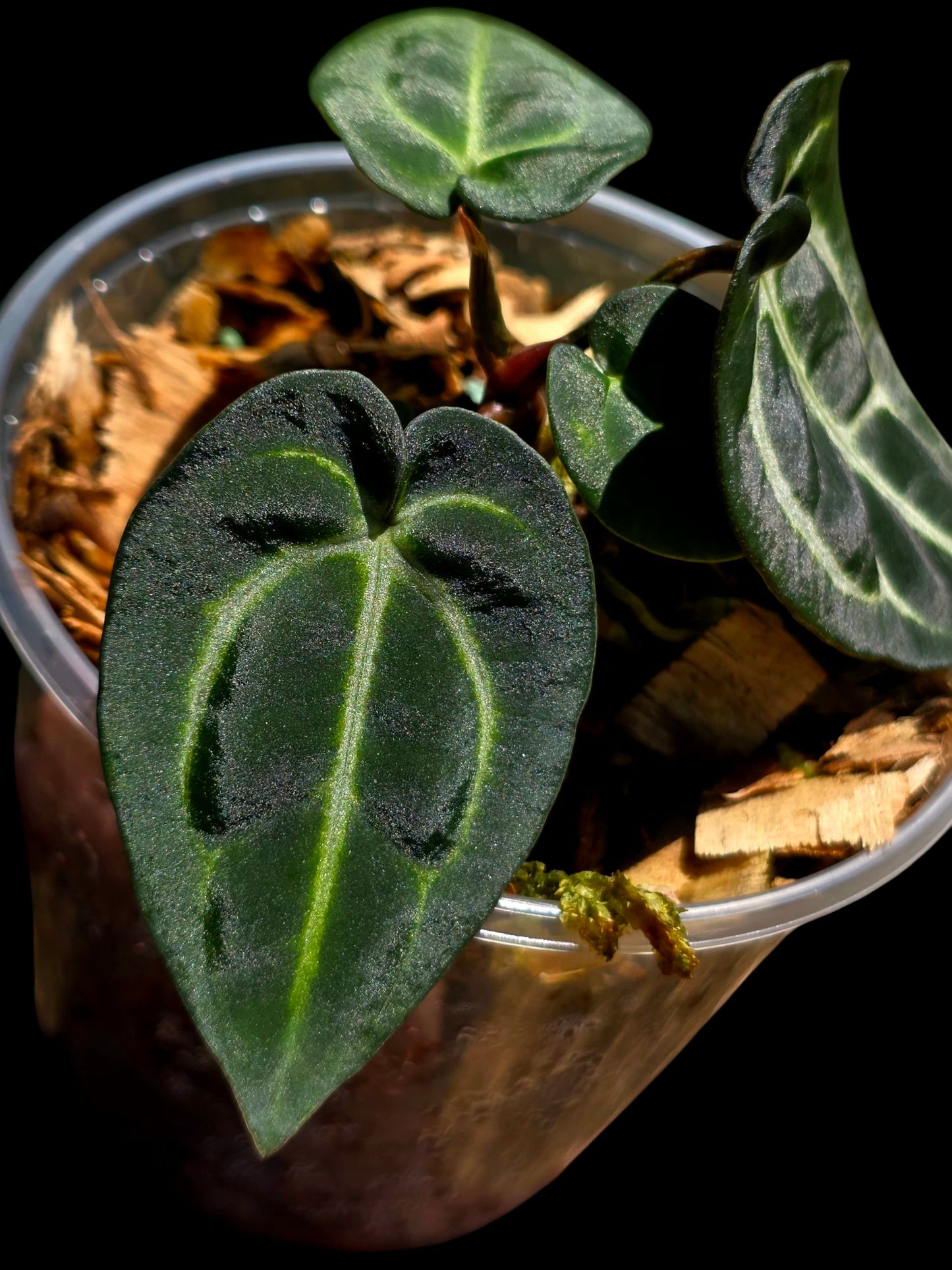 Anthurium Carlablackiae Wild Ecotype (EXACT PLANT)
