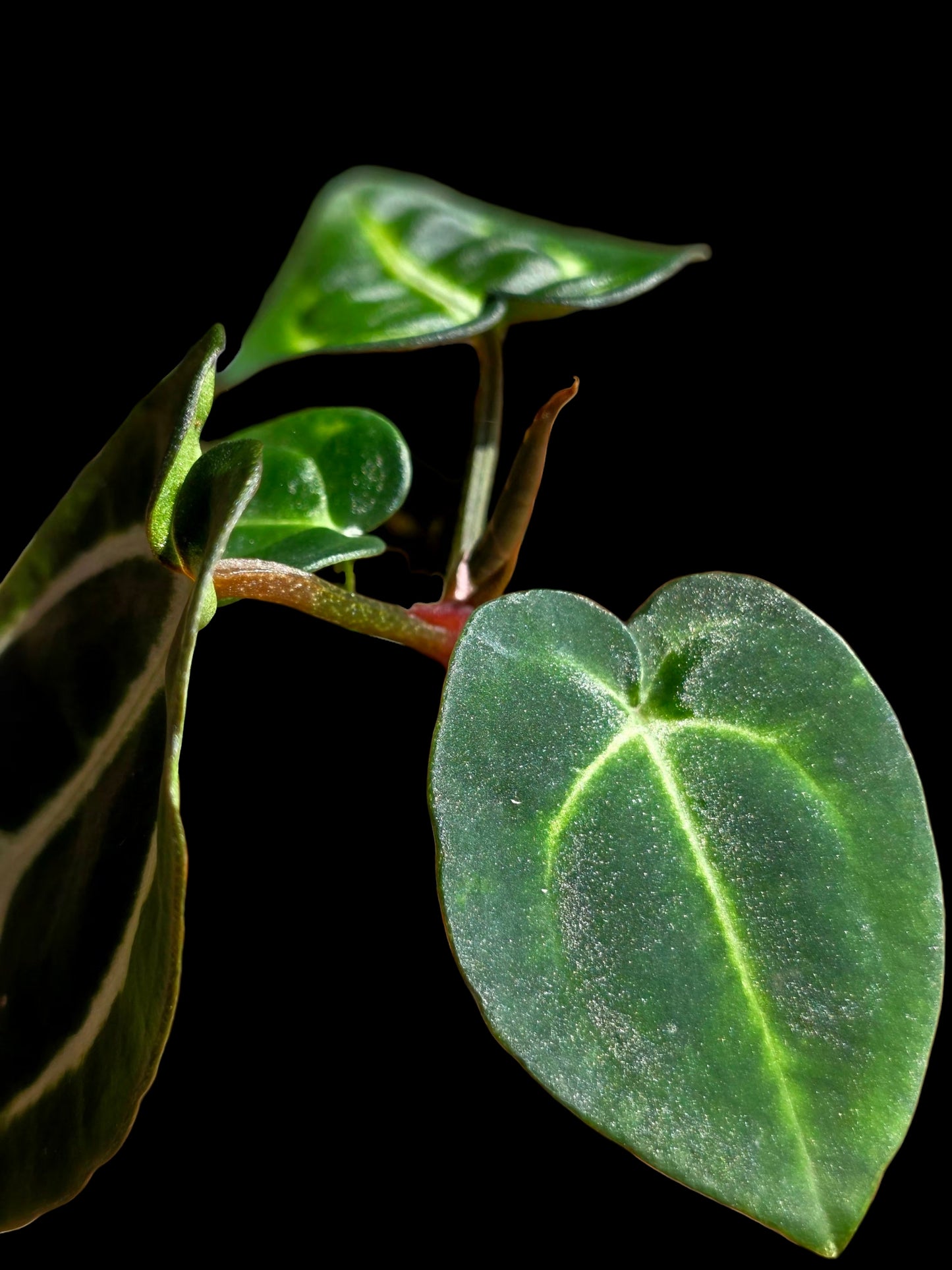 Anthurium Carlablackiae Wild Ecotype (EXACT PLANT)
