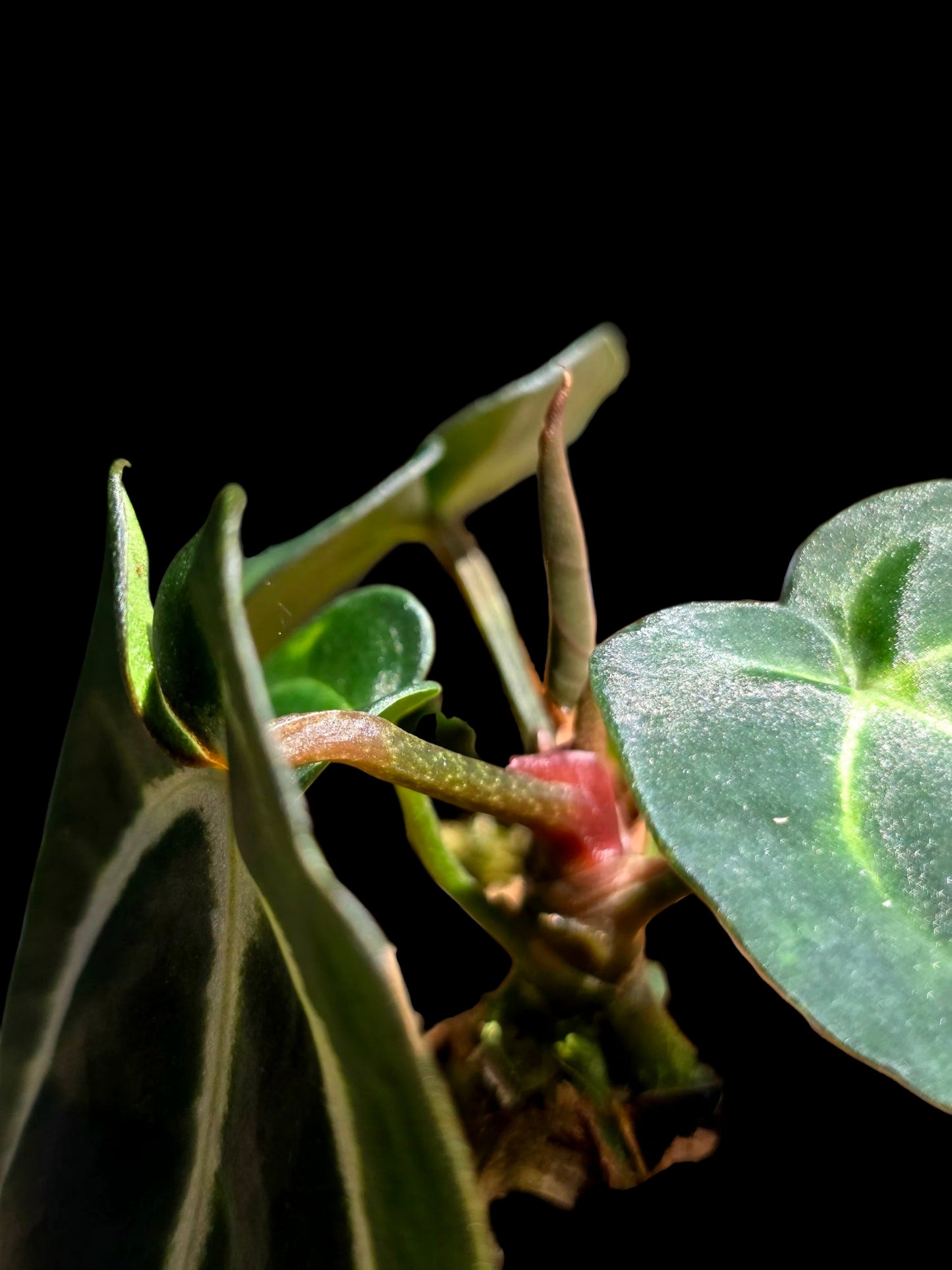 Anthurium Carlablackiae Wild Ecotype (EXACT PLANT)