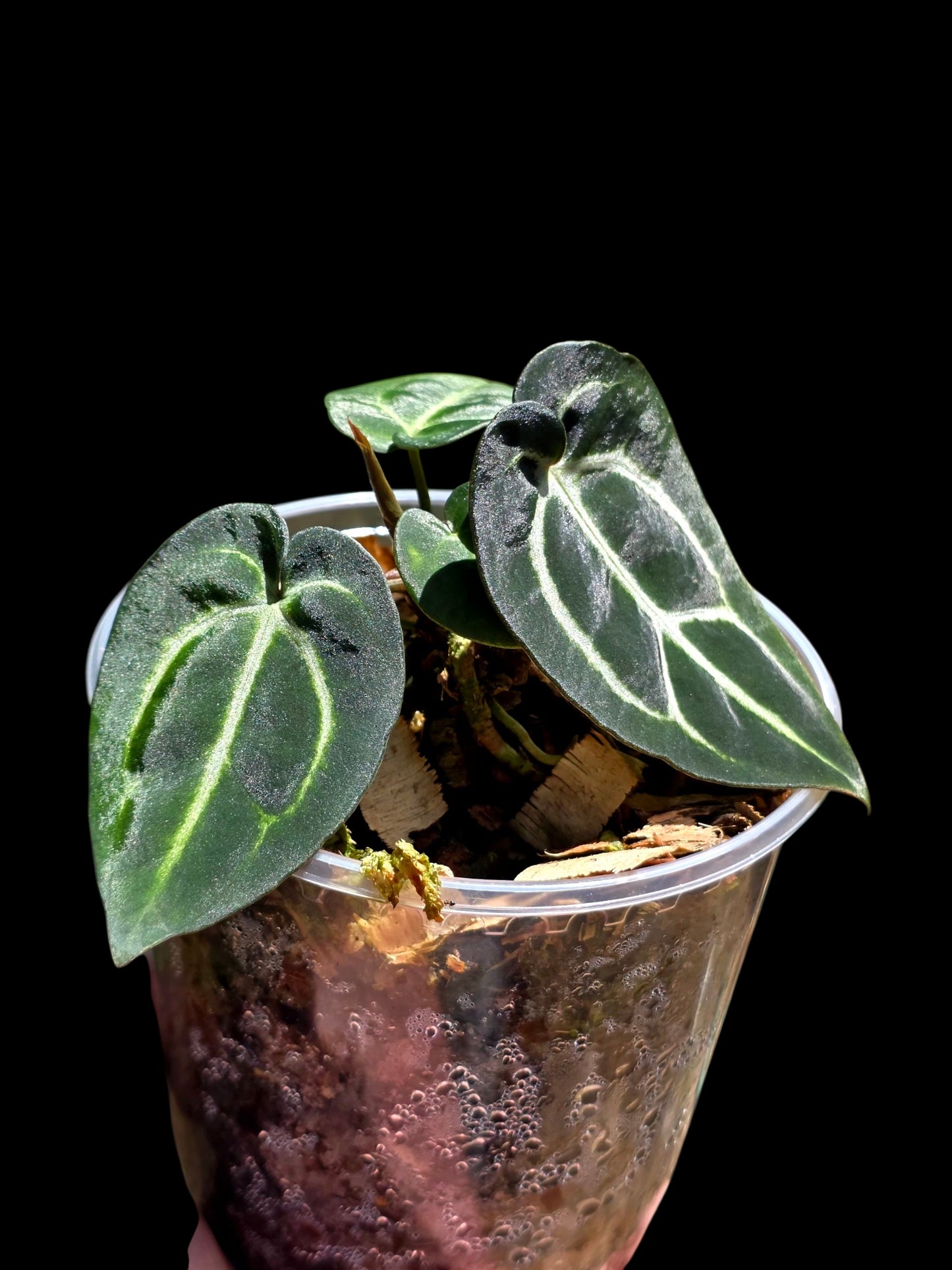 Anthurium Carlablackiae Wild Ecotype (EXACT PLANT)