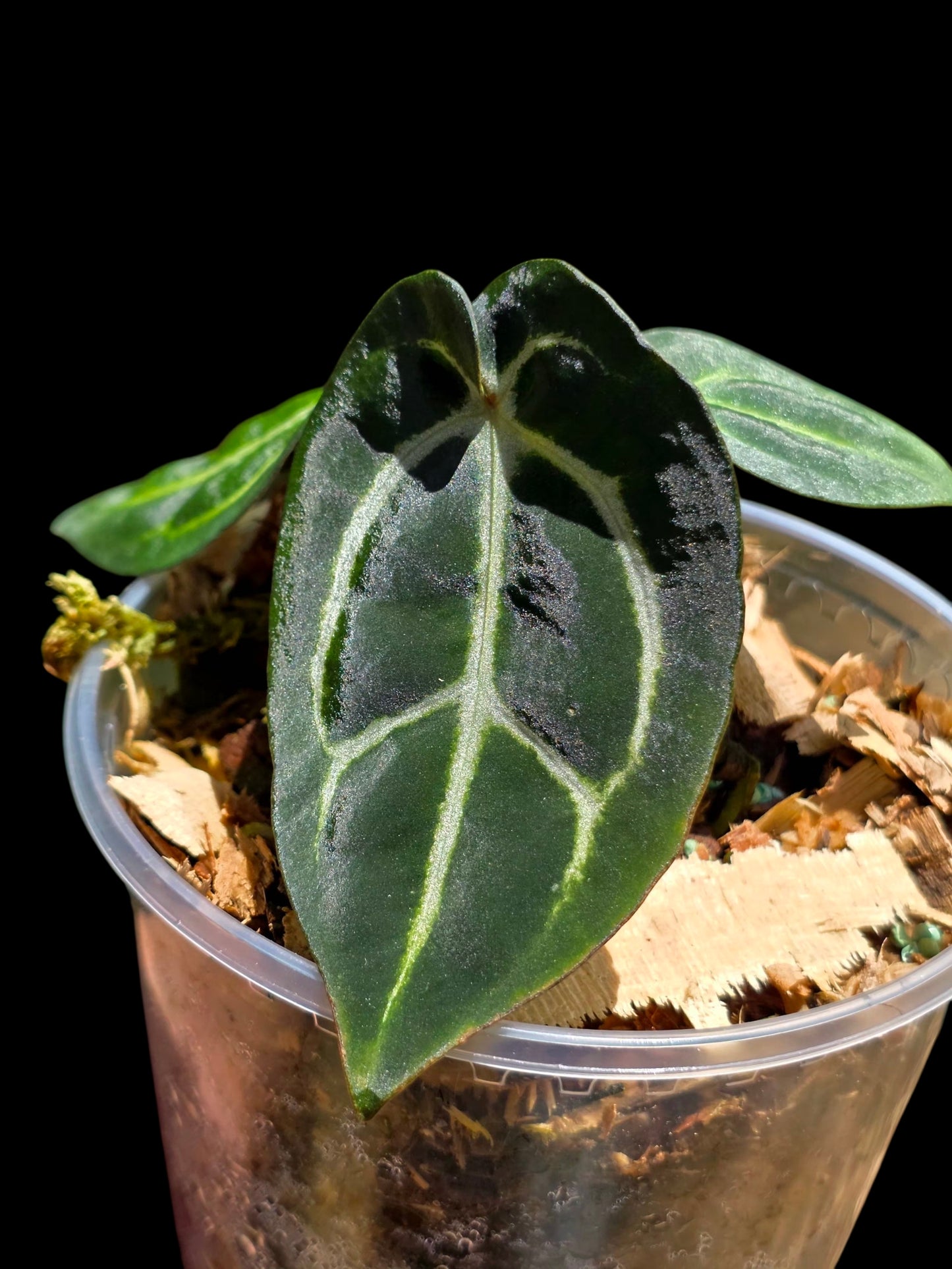 Anthurium Carlablackiae Wild Ecotype (EXACT PLANT)